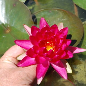 acheter nymphaea Diablotin for sale buy on line (13)