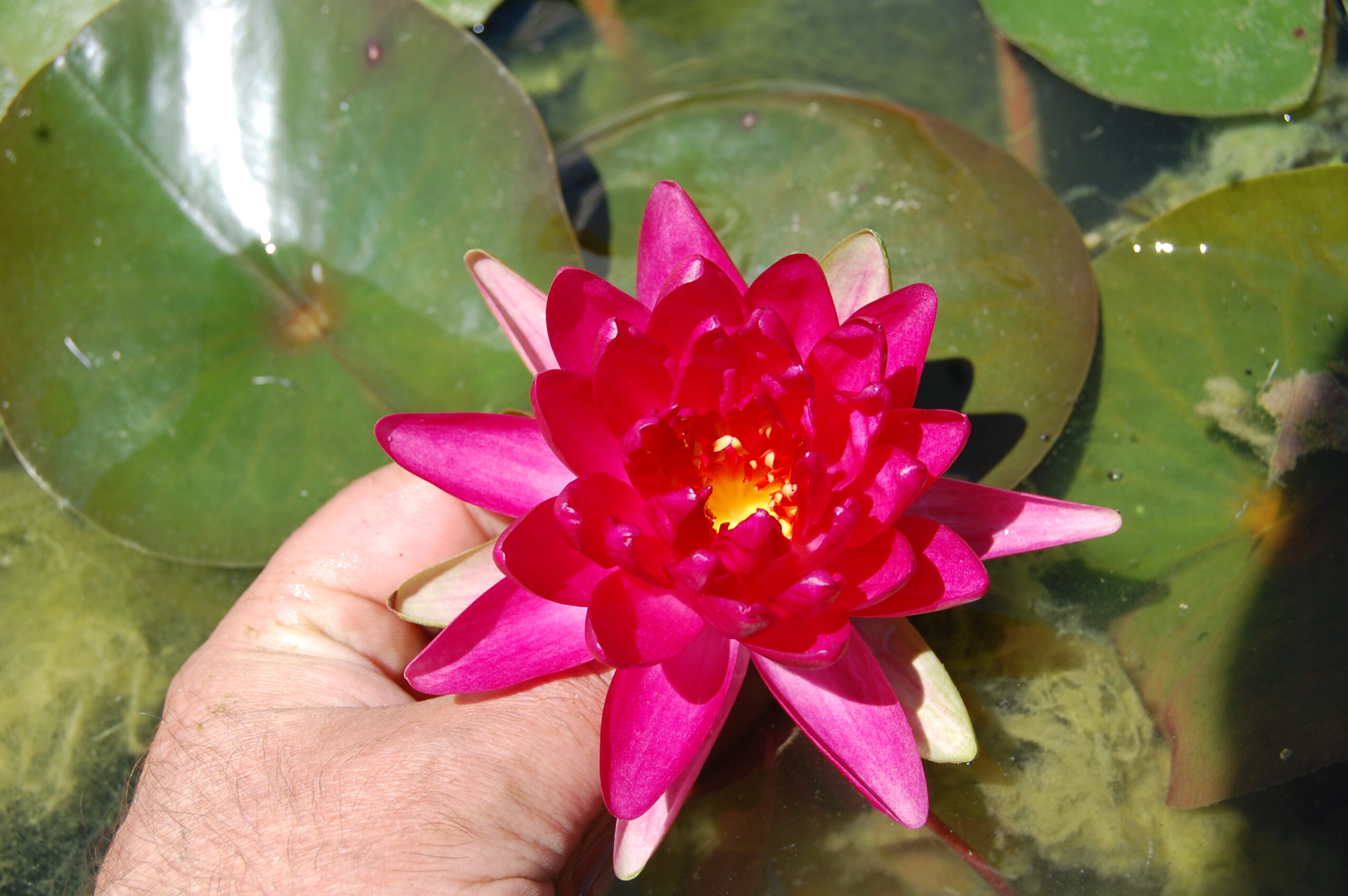 acheter nymphaea Diablotin for sale buy on line (13)