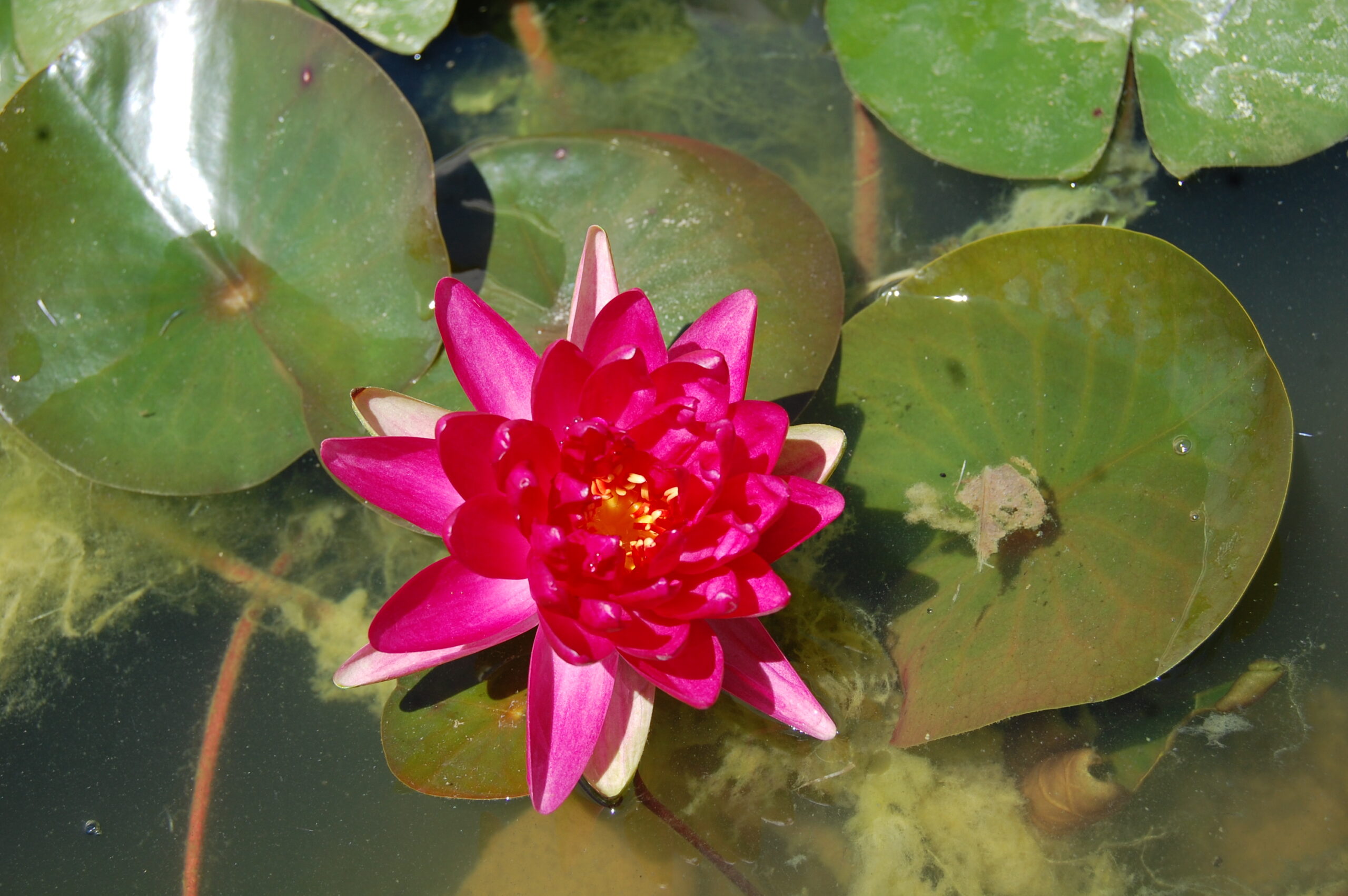 acheter nymphaea Diablotin for sale buy on line (15)