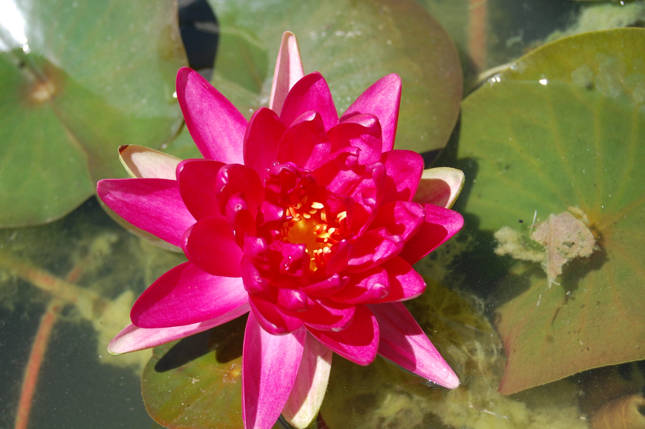 acheter nymphaea Diablotin for sale buy on line (17)