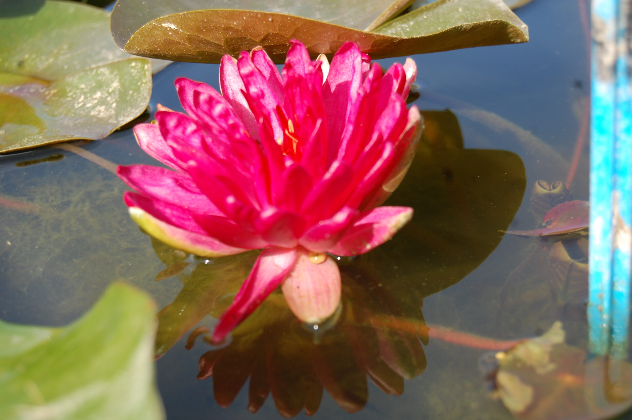 acheter nymphaea Diablotin for sale buy on line (19)