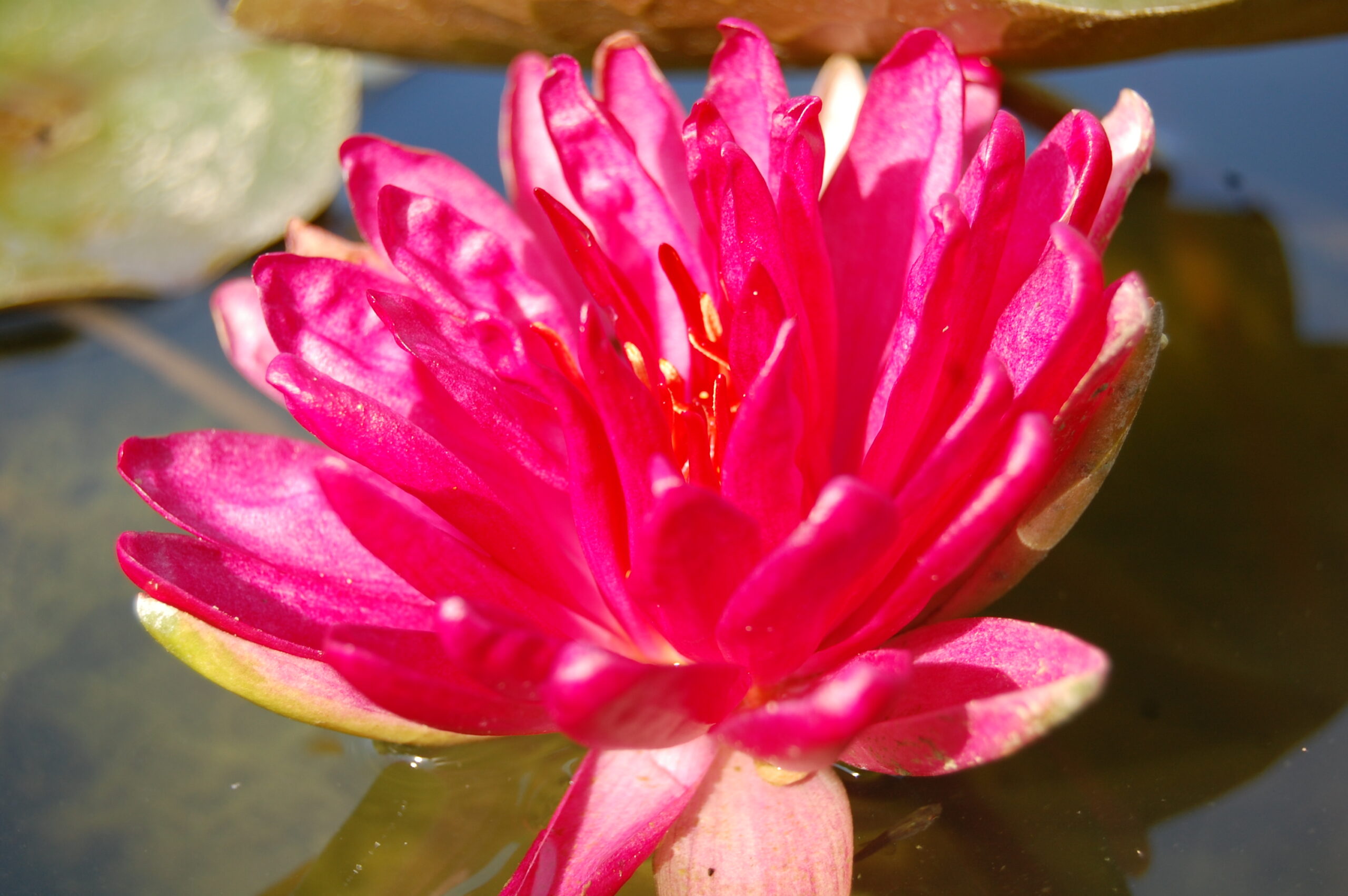 acheter nymphaea Diablotin for sale buy on line (24)