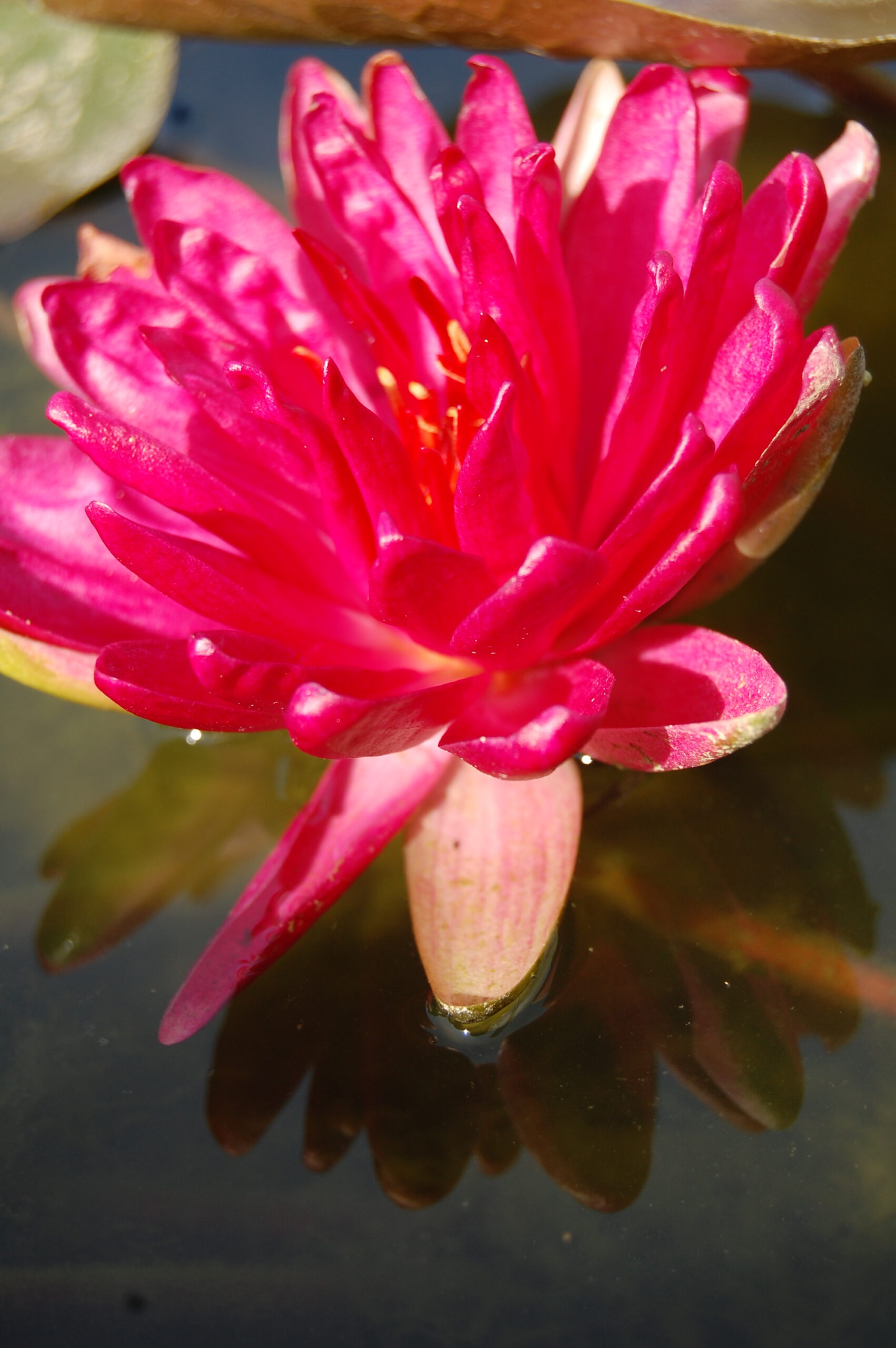 acheter nymphaea Diablotin for sale buy on line (25)