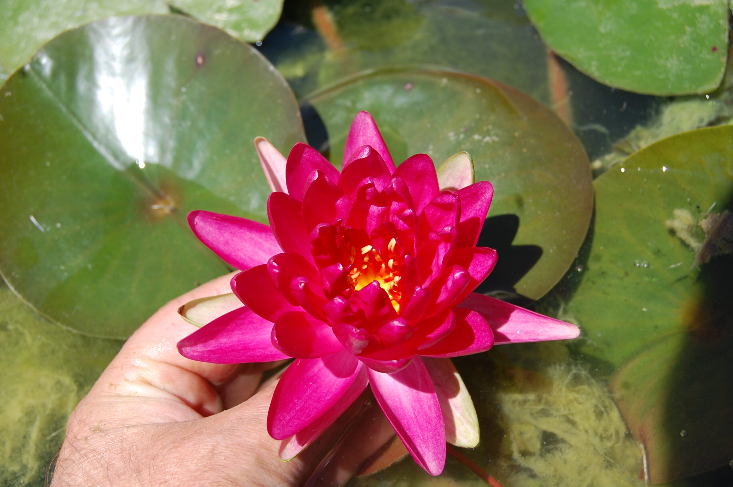 acheter nymphaea Diablotin for sale buy on line (4)