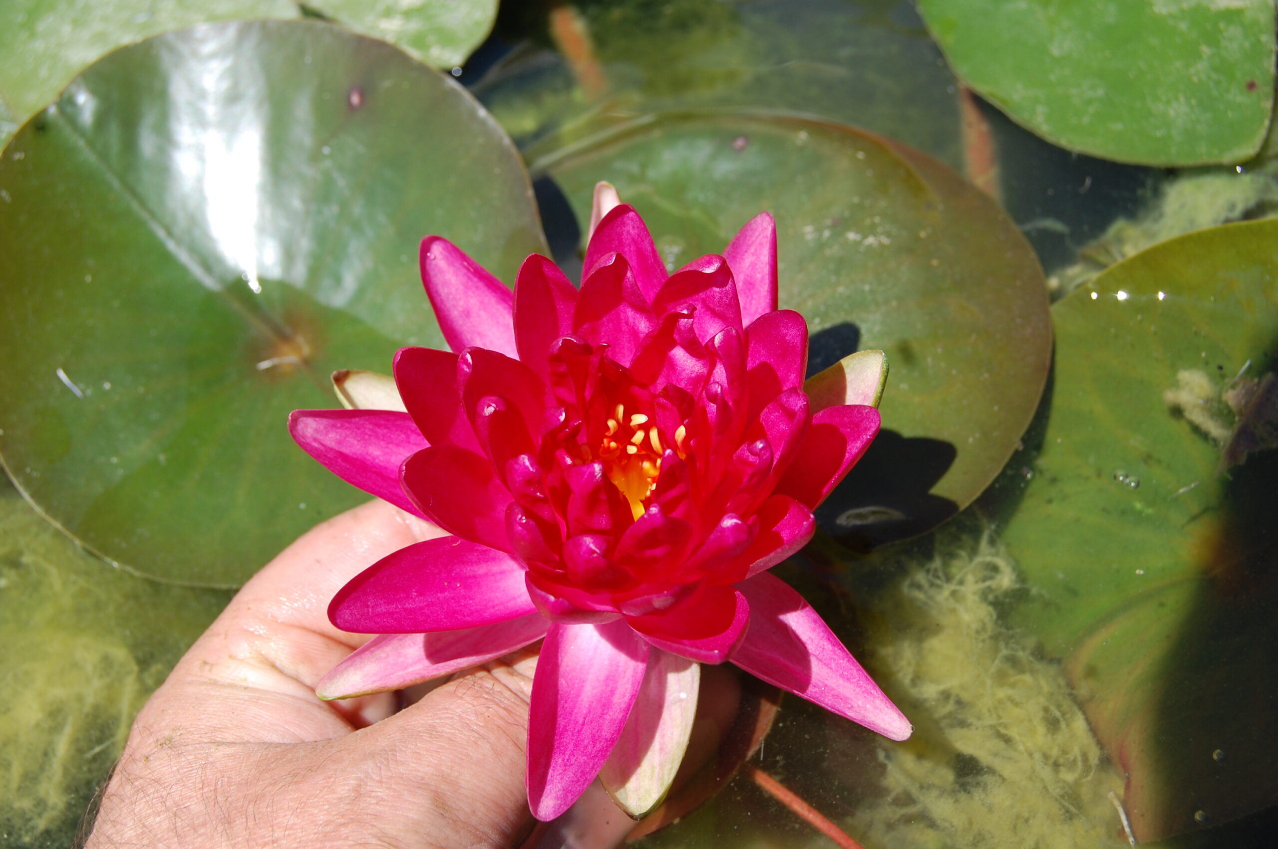 acheter nymphaea Diablotin for sale buy on line (5)