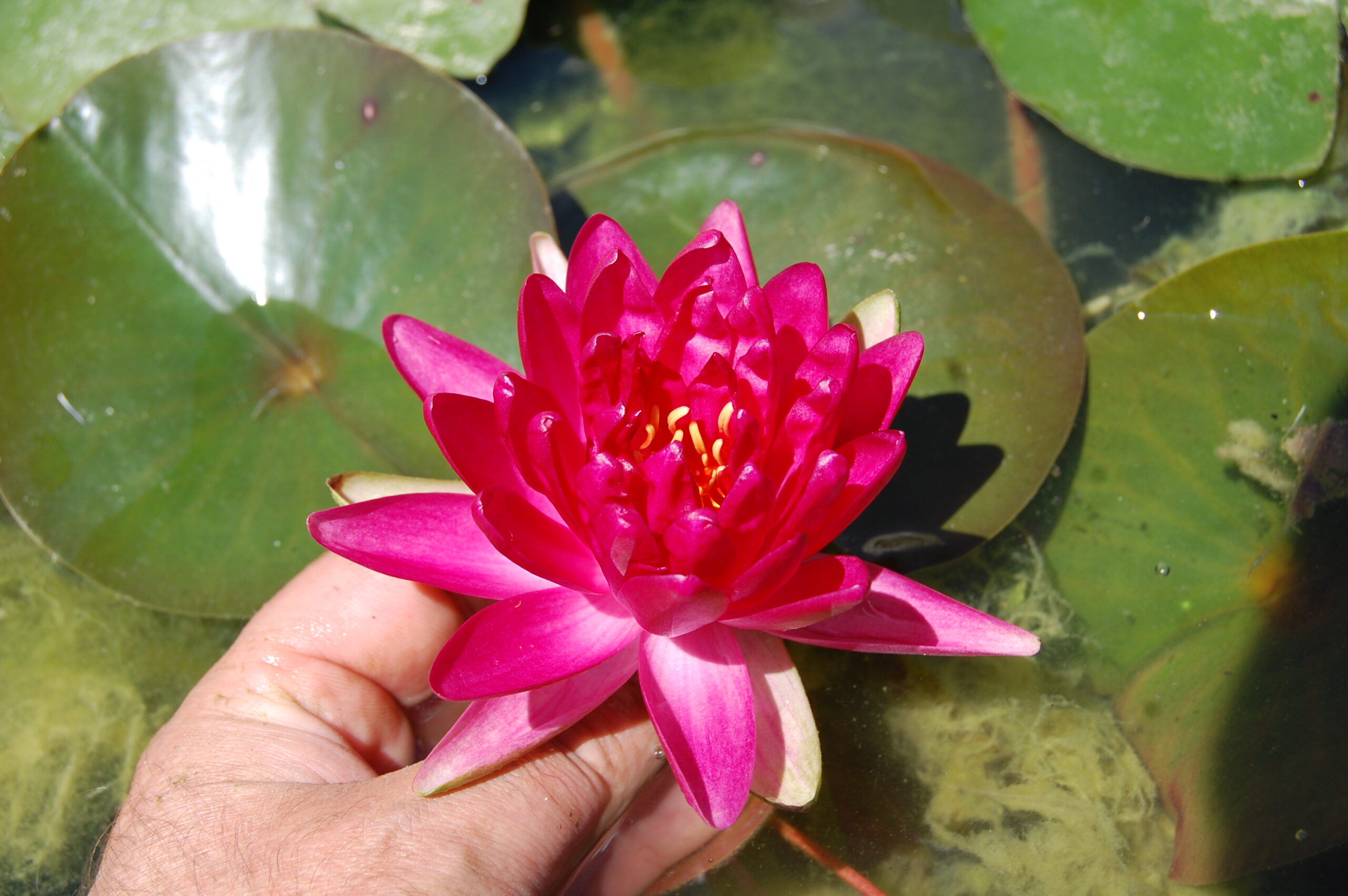 acheter nymphaea Diablotin for sale buy on line (9)
