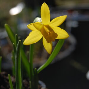 acheter Narcisse Tête à Tête for sale buy on line (11)