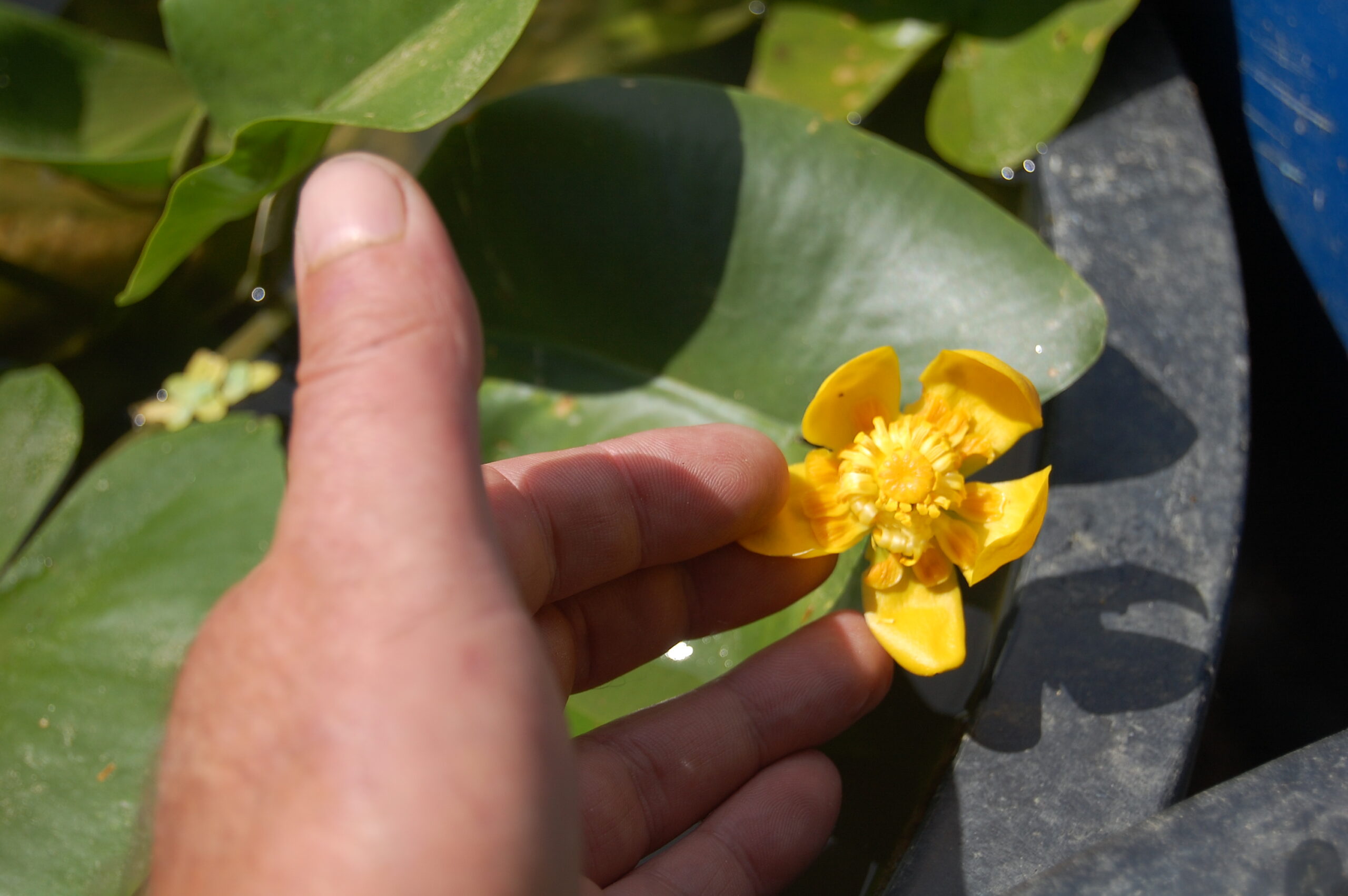 acheter Nuphar Nain for sale buy on line (12)