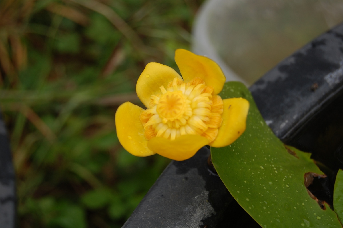 acheter Nuphar Nain for sale buy on line (13)