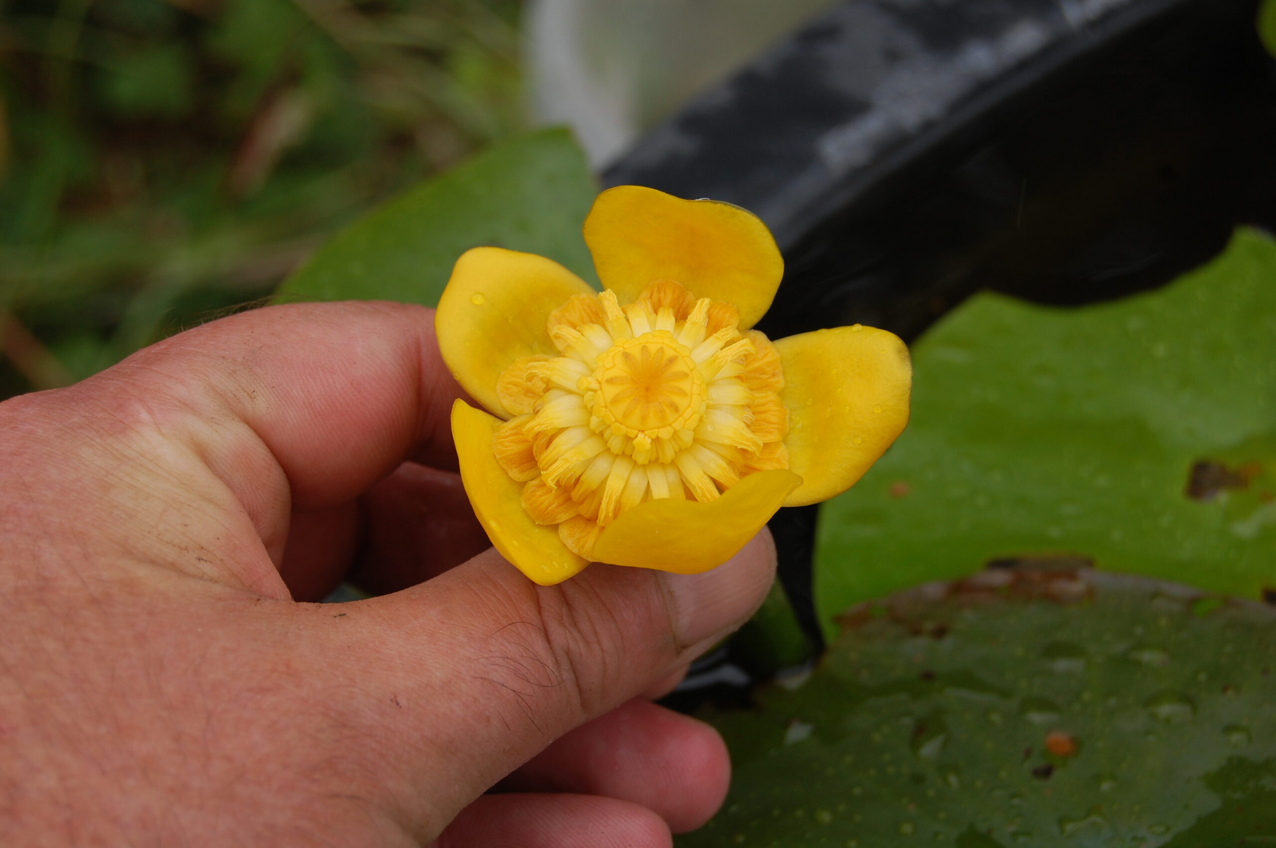 acheter Nuphar Nain for sale buy on line (16)