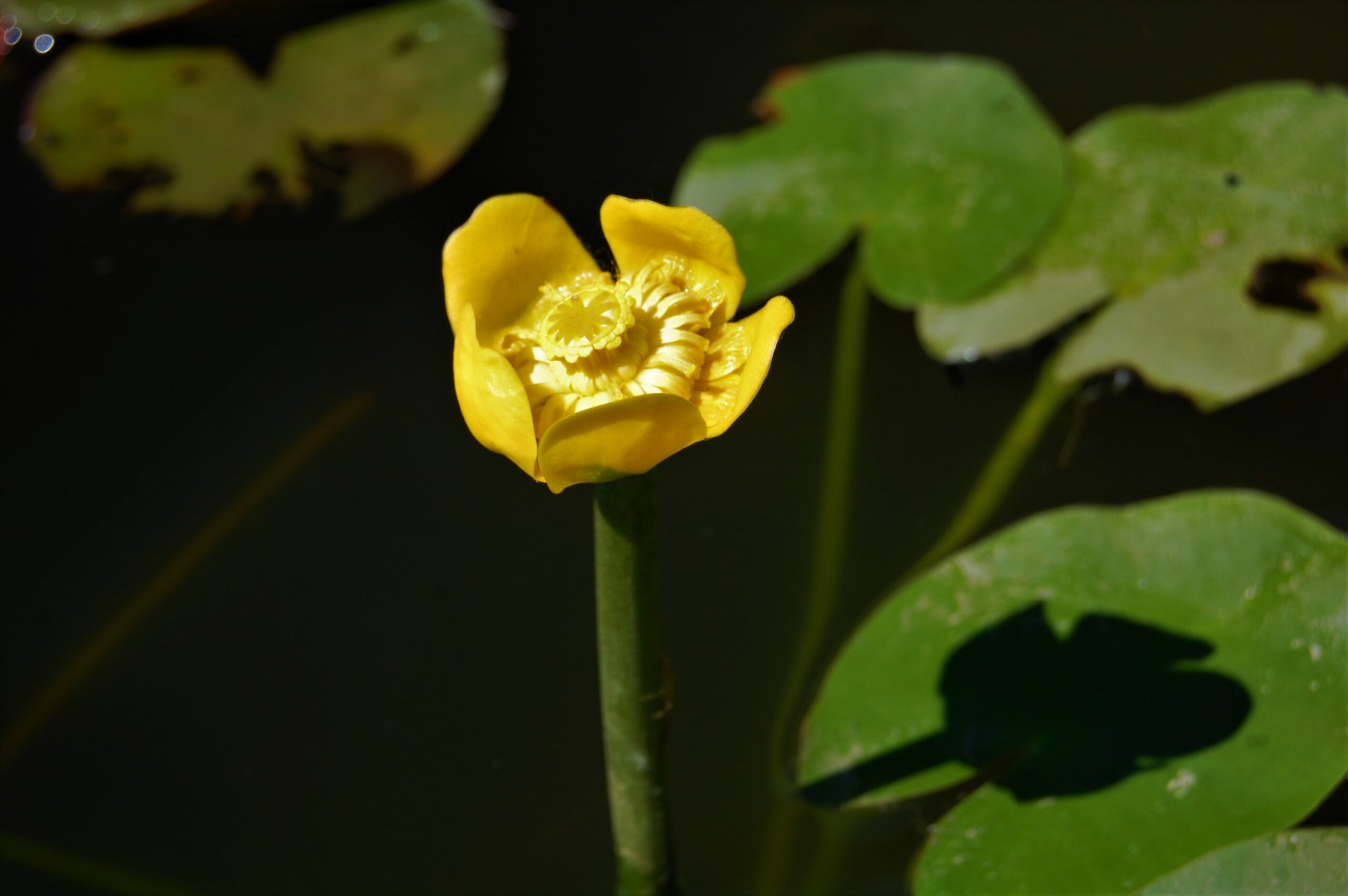 acheter Nuphar Nain for sale buy on line (18)
