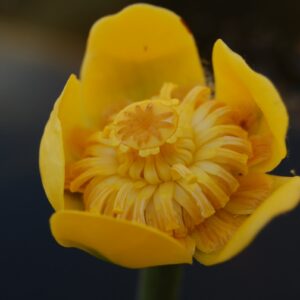 acheter Nuphar Nain for sale buy on line (21)