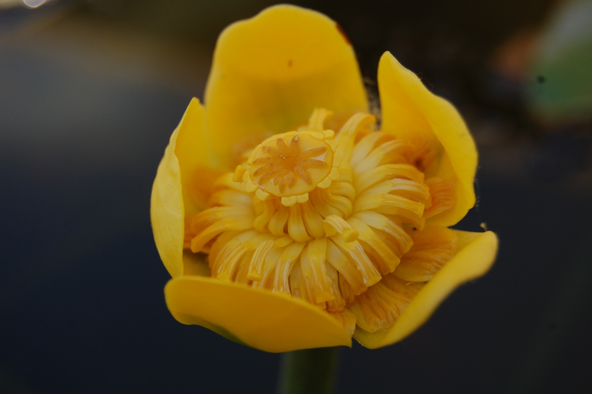 acheter Nuphar Nain for sale buy on line (21)