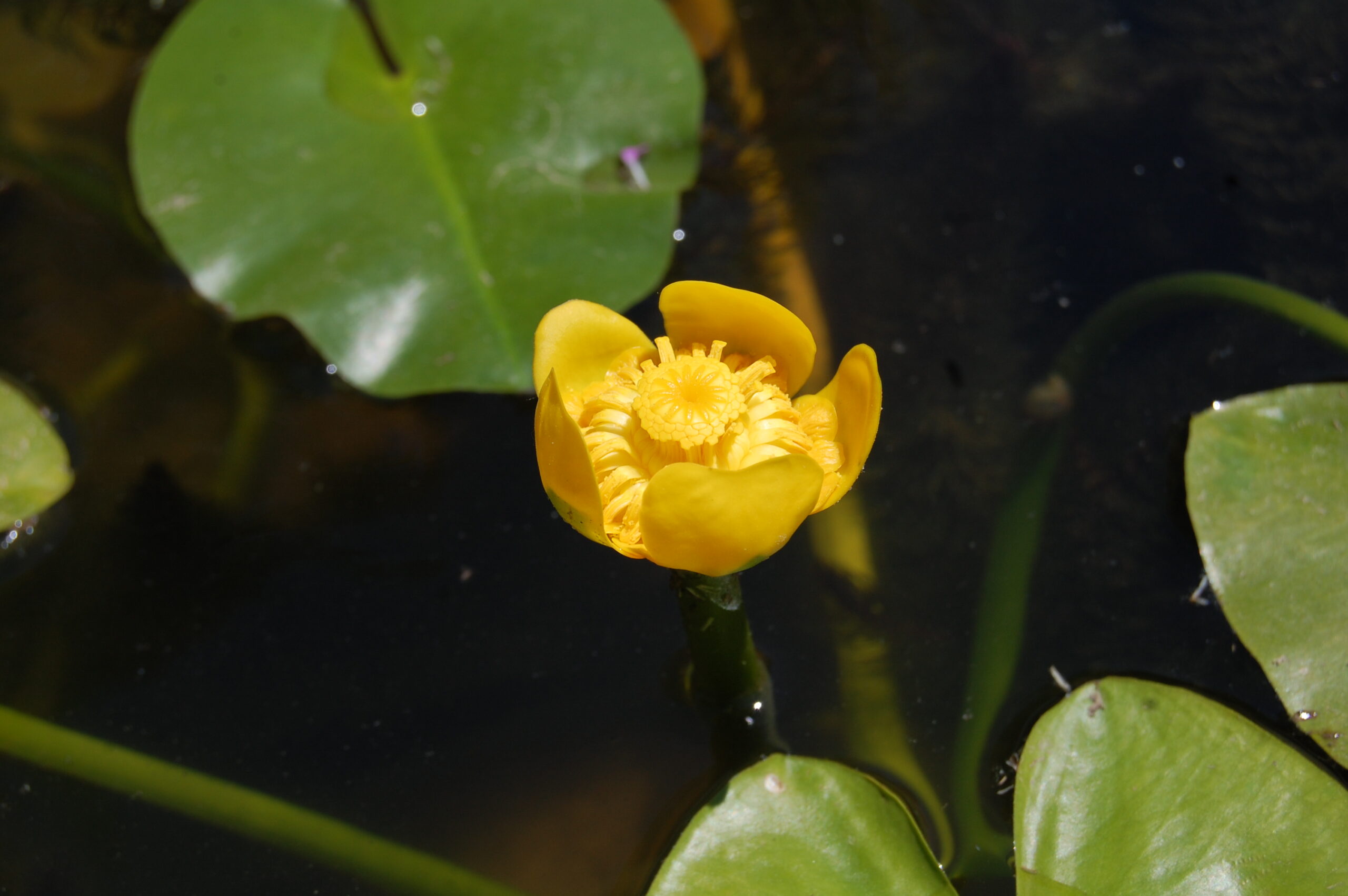 acheter Nuphar Nain for sale buy on line (3)