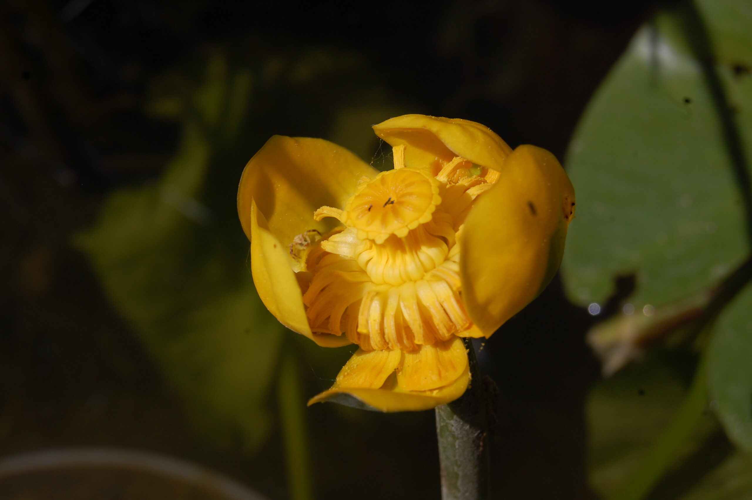 acheter Nuphar Nain for sale buy on line (4)