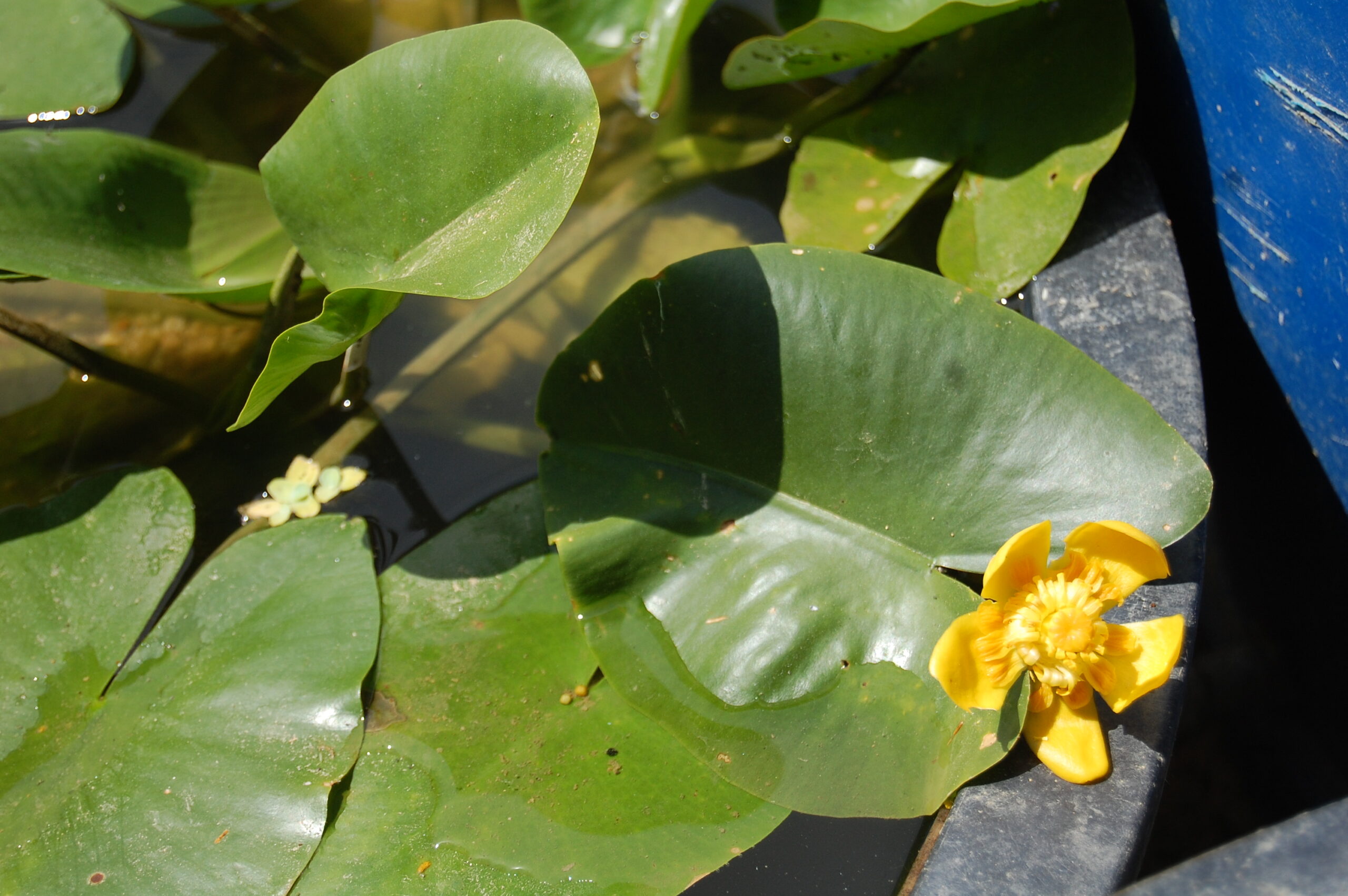 acheter Nuphar Nain for sale buy on line (8)