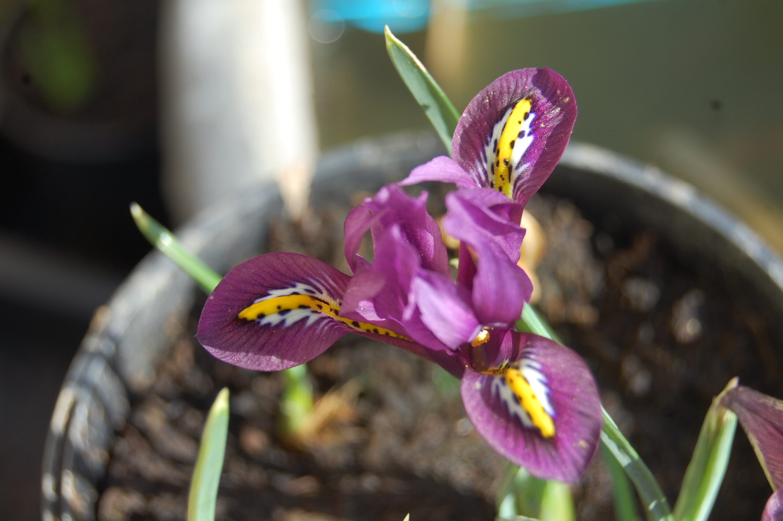 acheter iris Reticulata Js Dijt for sale buy on line (1)
