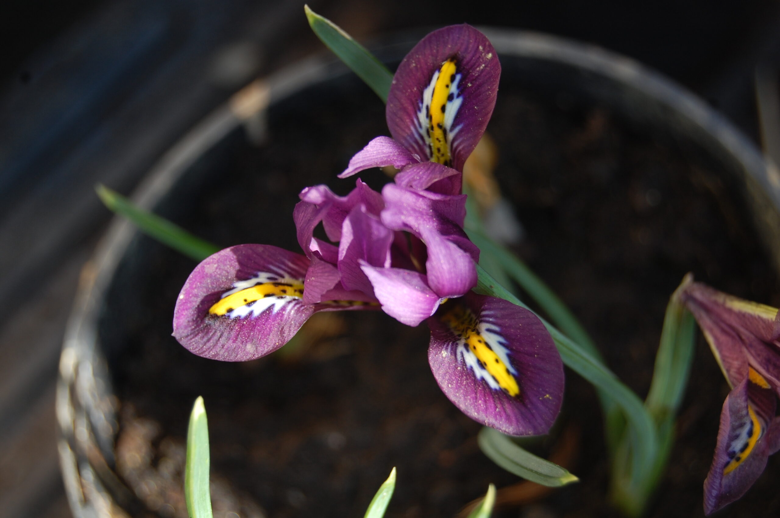 acheter iris Reticulata Js Dijt for sale buy on line (12)
