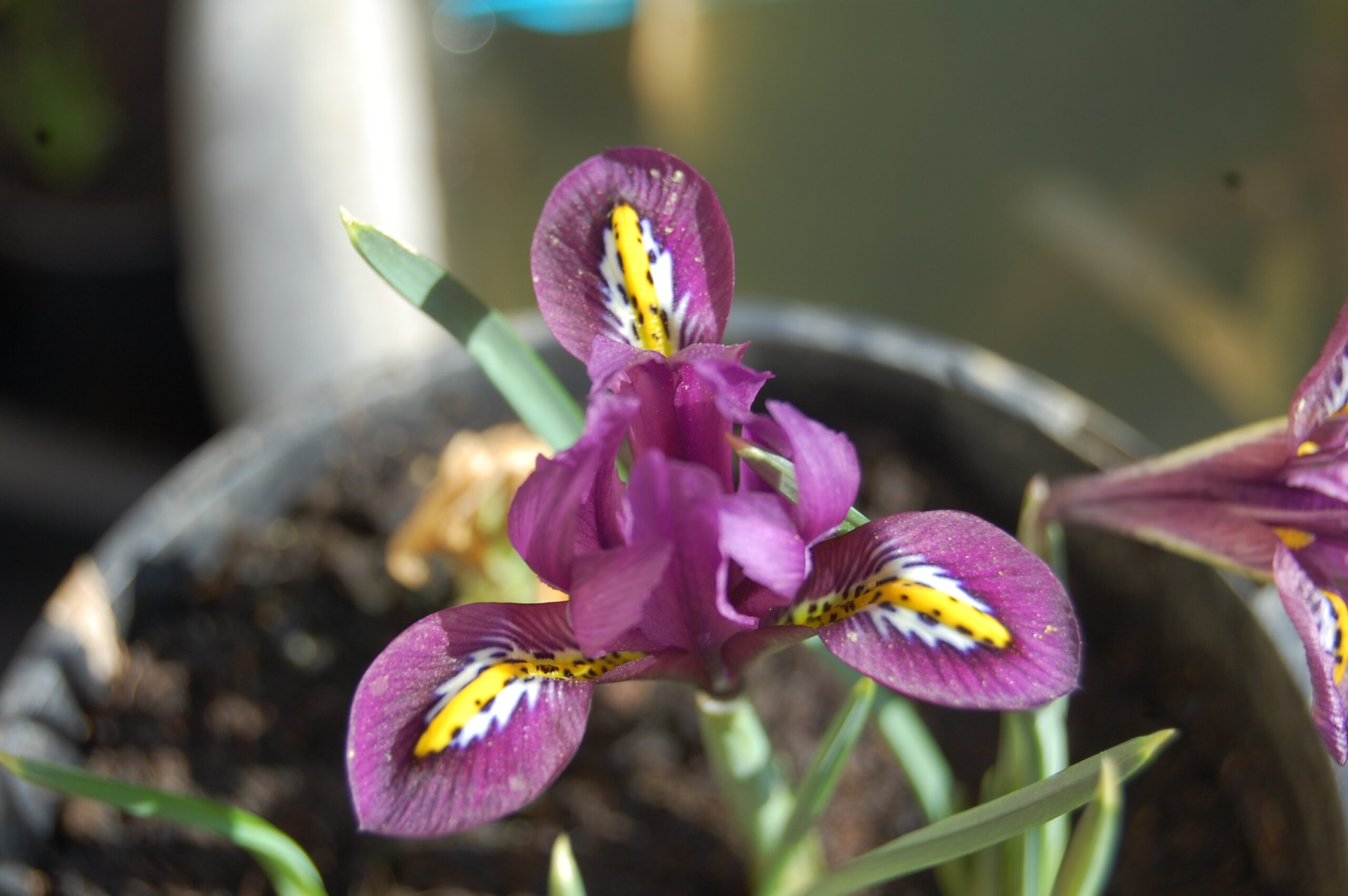 acheter iris Reticulata Js Dijt for sale buy on line (15)