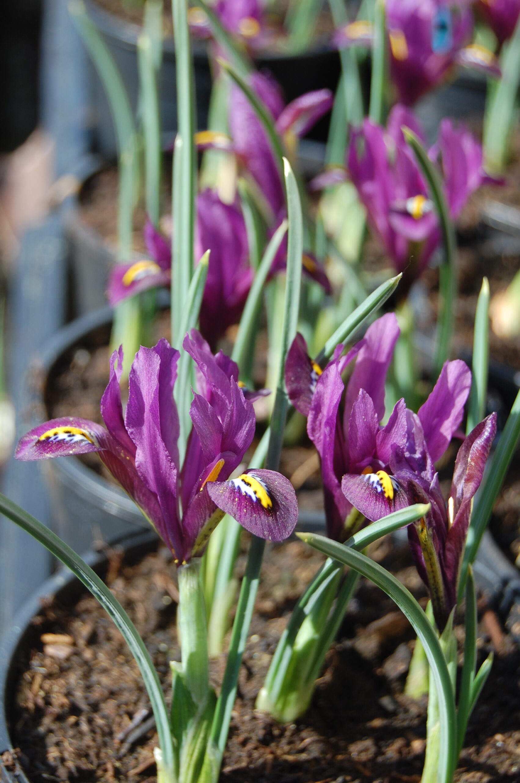 acheter iris Reticulata Js Dijt for sale buy on line (2)