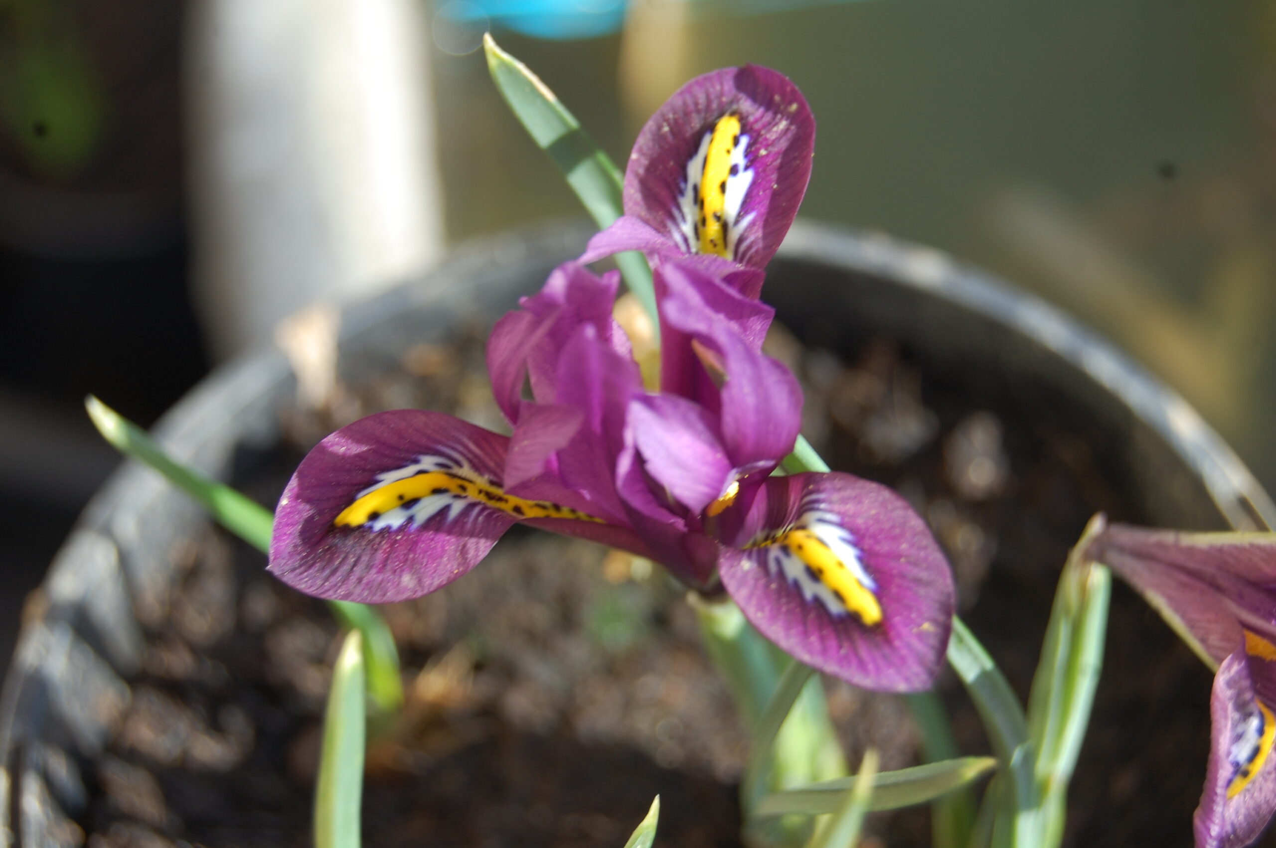acheter iris Reticulata Js Dijt for sale buy on line (20)