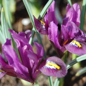 acheter iris Reticulata Js Dijt for sale buy on line (3)