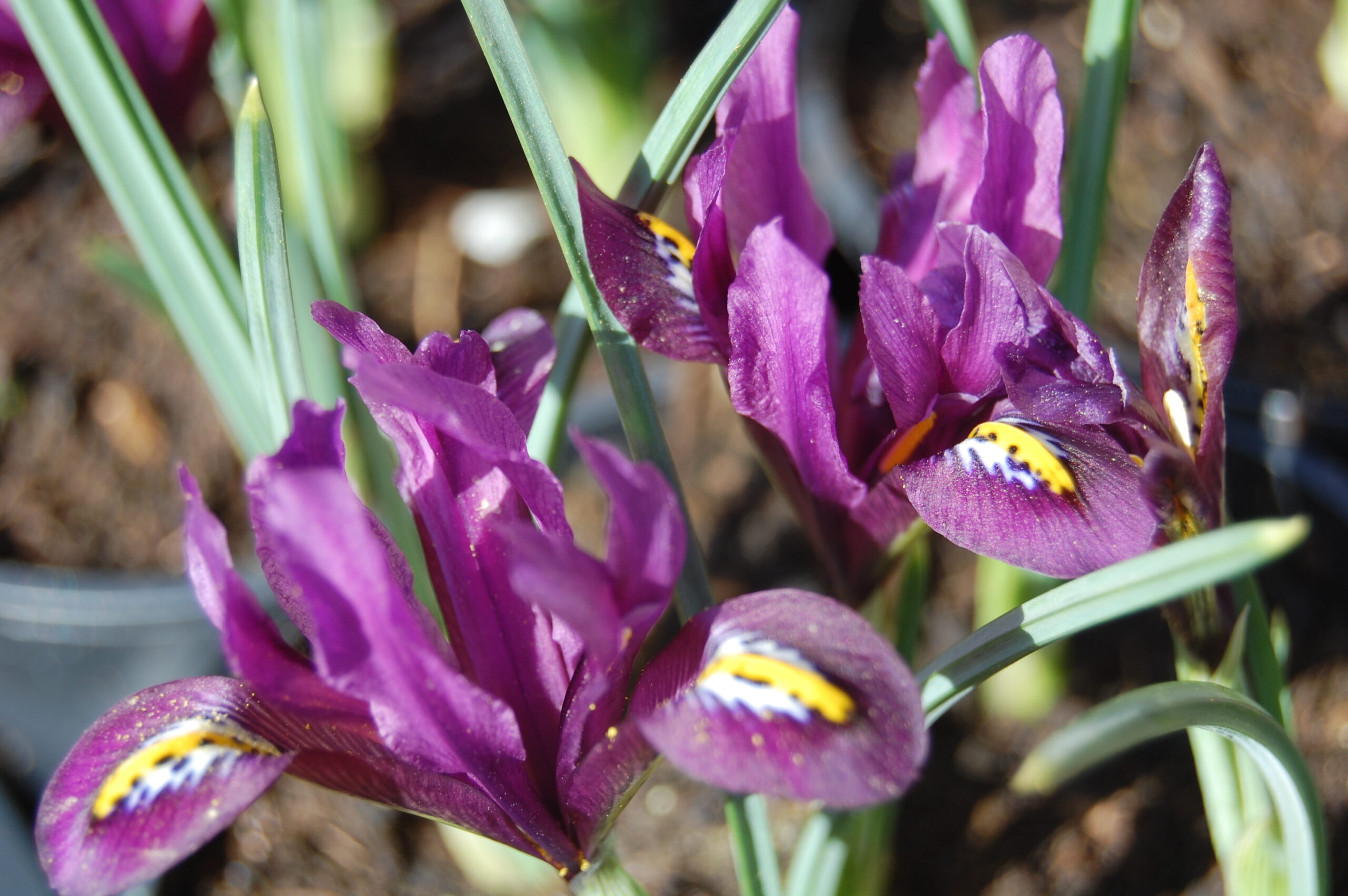 acheter iris Reticulata Js Dijt for sale buy on line (3)