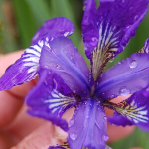 acheter iris Siberica I See Star for sale buy on line (1)