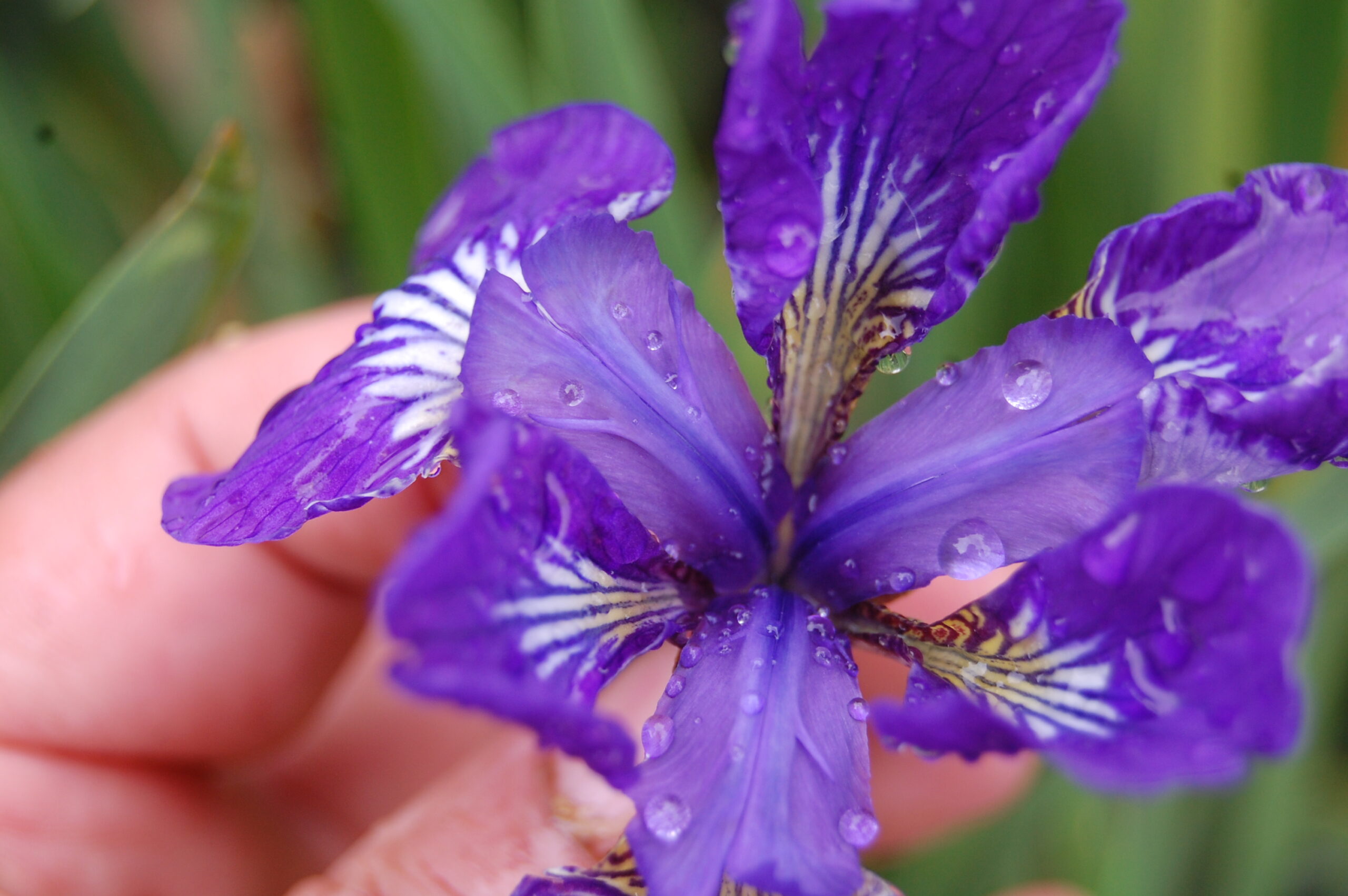 acheter iris Siberica I See Star for sale buy on line (1)