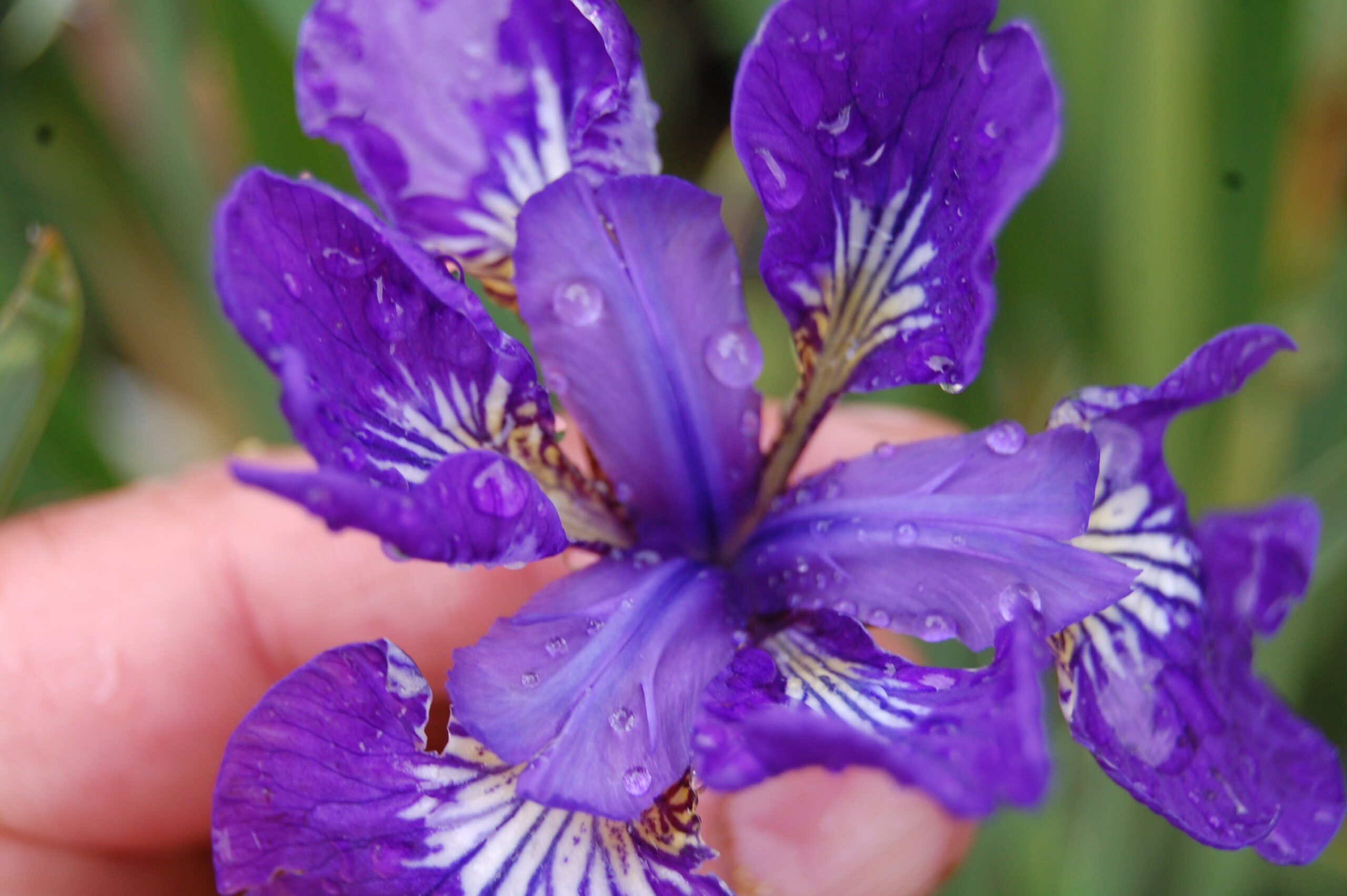 acheter iris Siberica I See Star for sale buy on line (11)