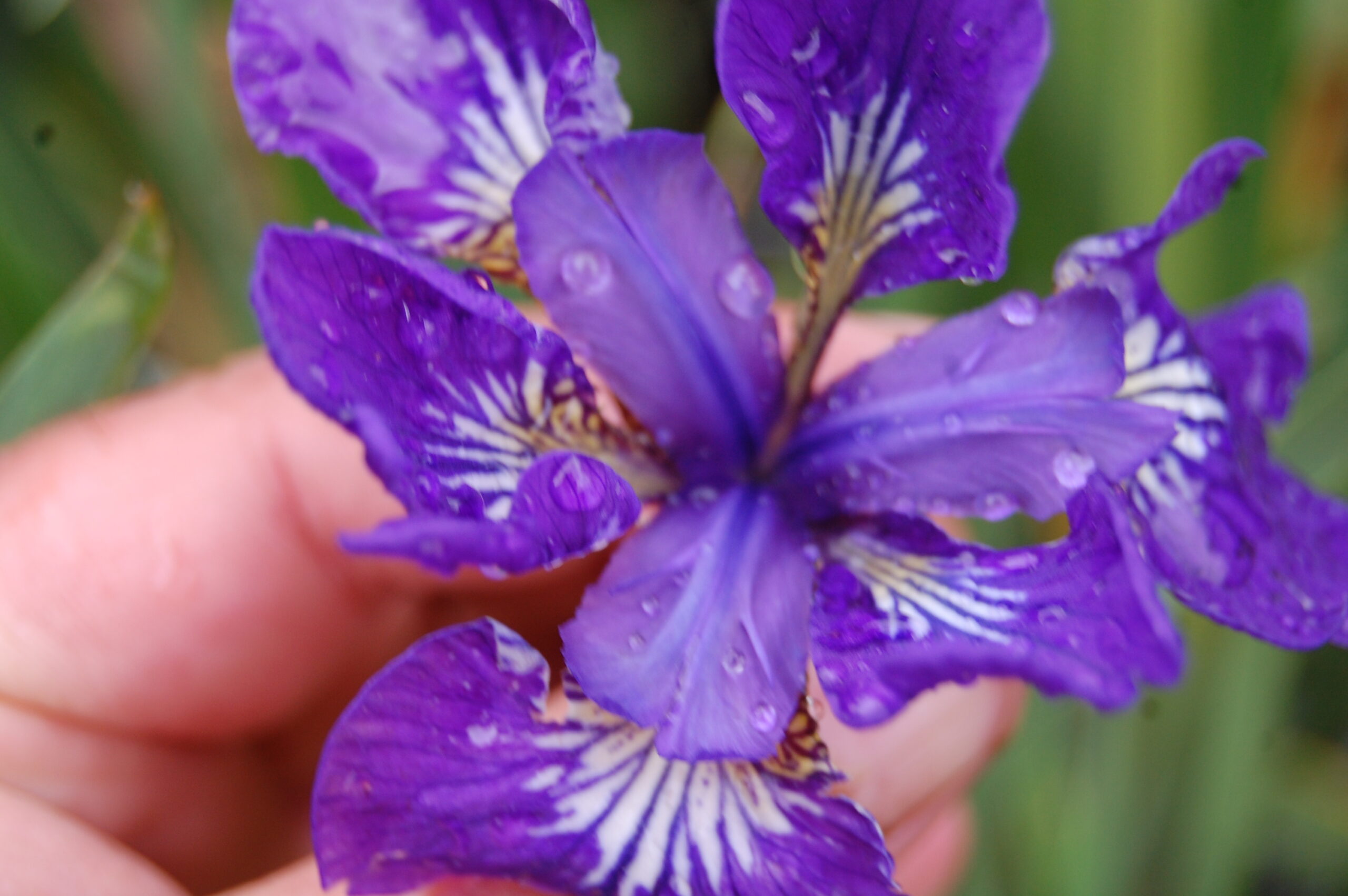 acheter iris Siberica I See Star for sale buy on line (13)