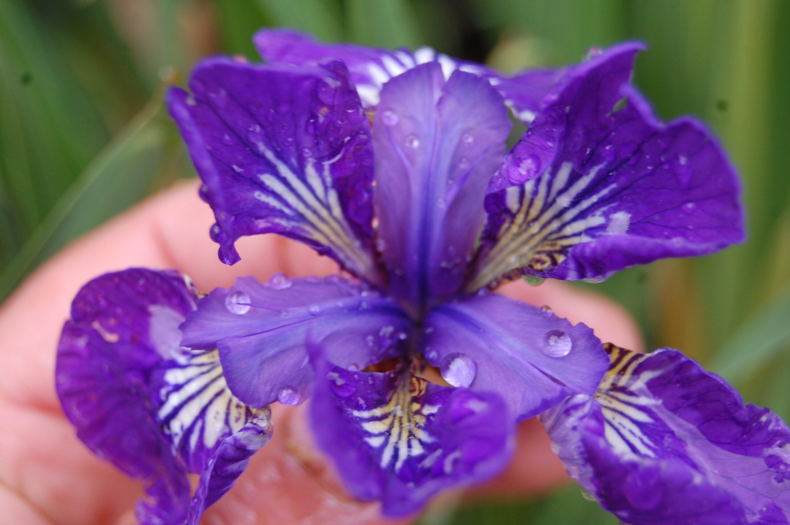 acheter iris Siberica I See Star for sale buy on line (19)