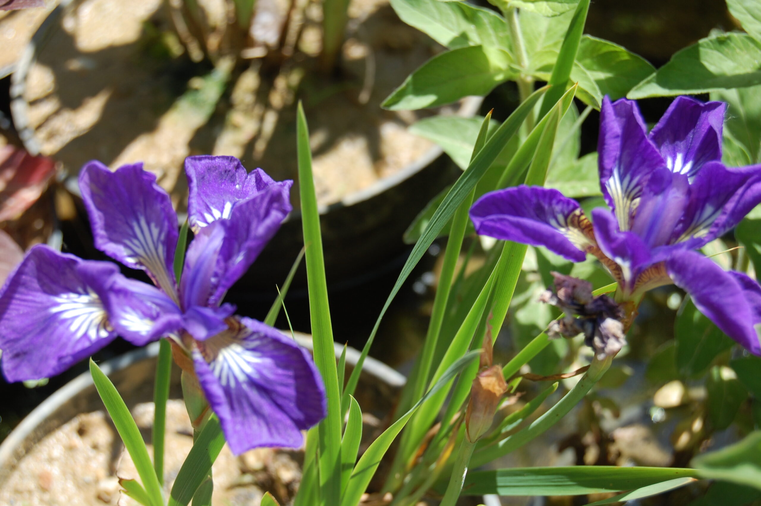 acheter iris Siberica I See Star for sale buy on line (2)