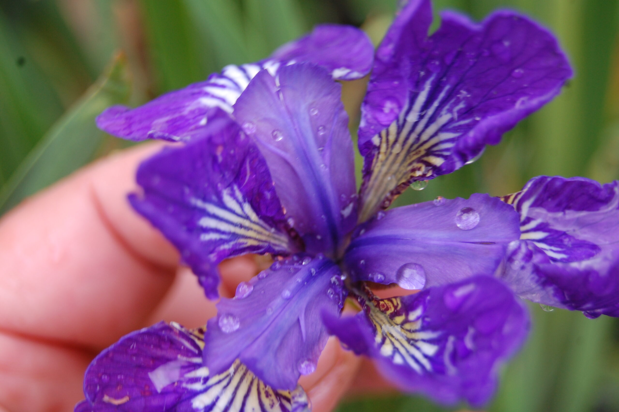 acheter iris Siberica I See Star for sale buy on line (24)