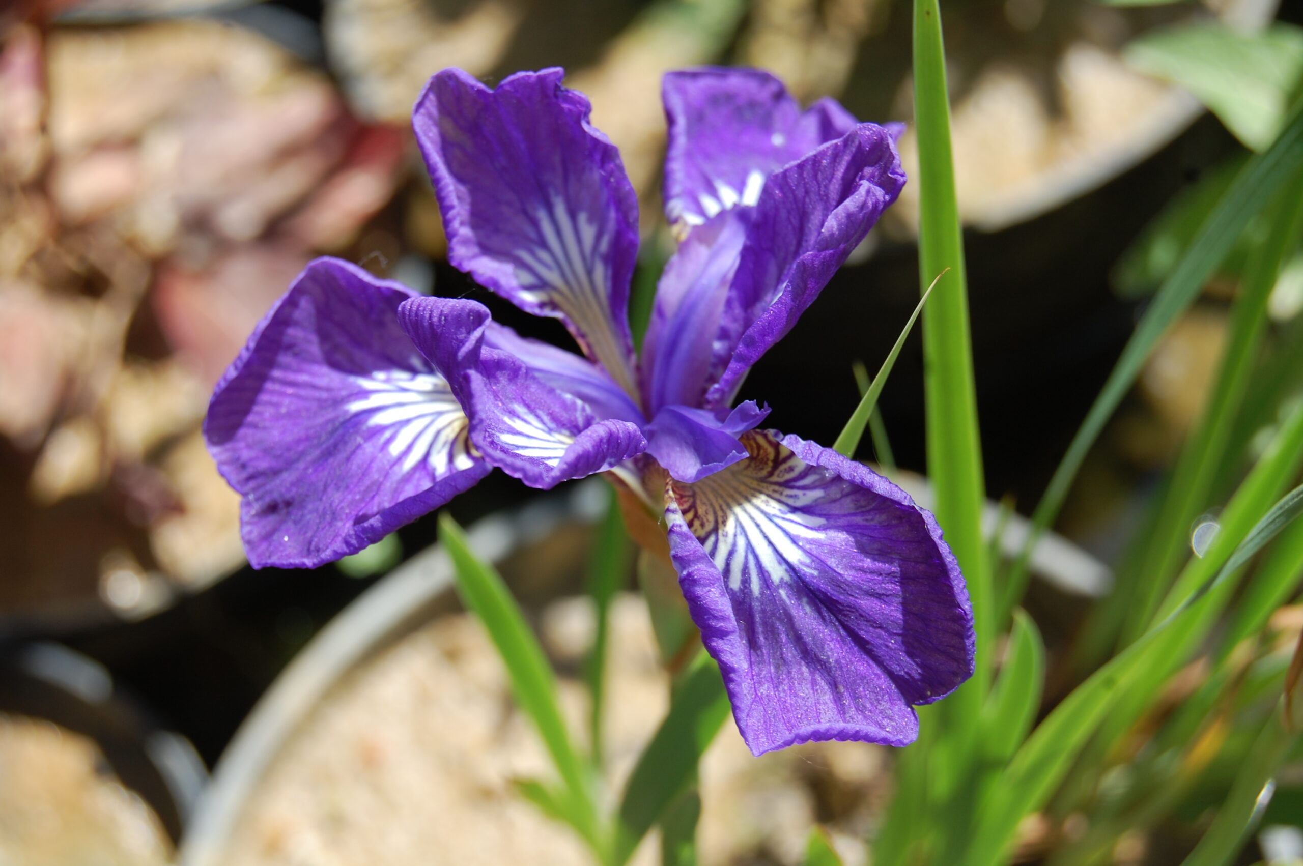acheter iris Siberica I See Star for sale buy on line (3)