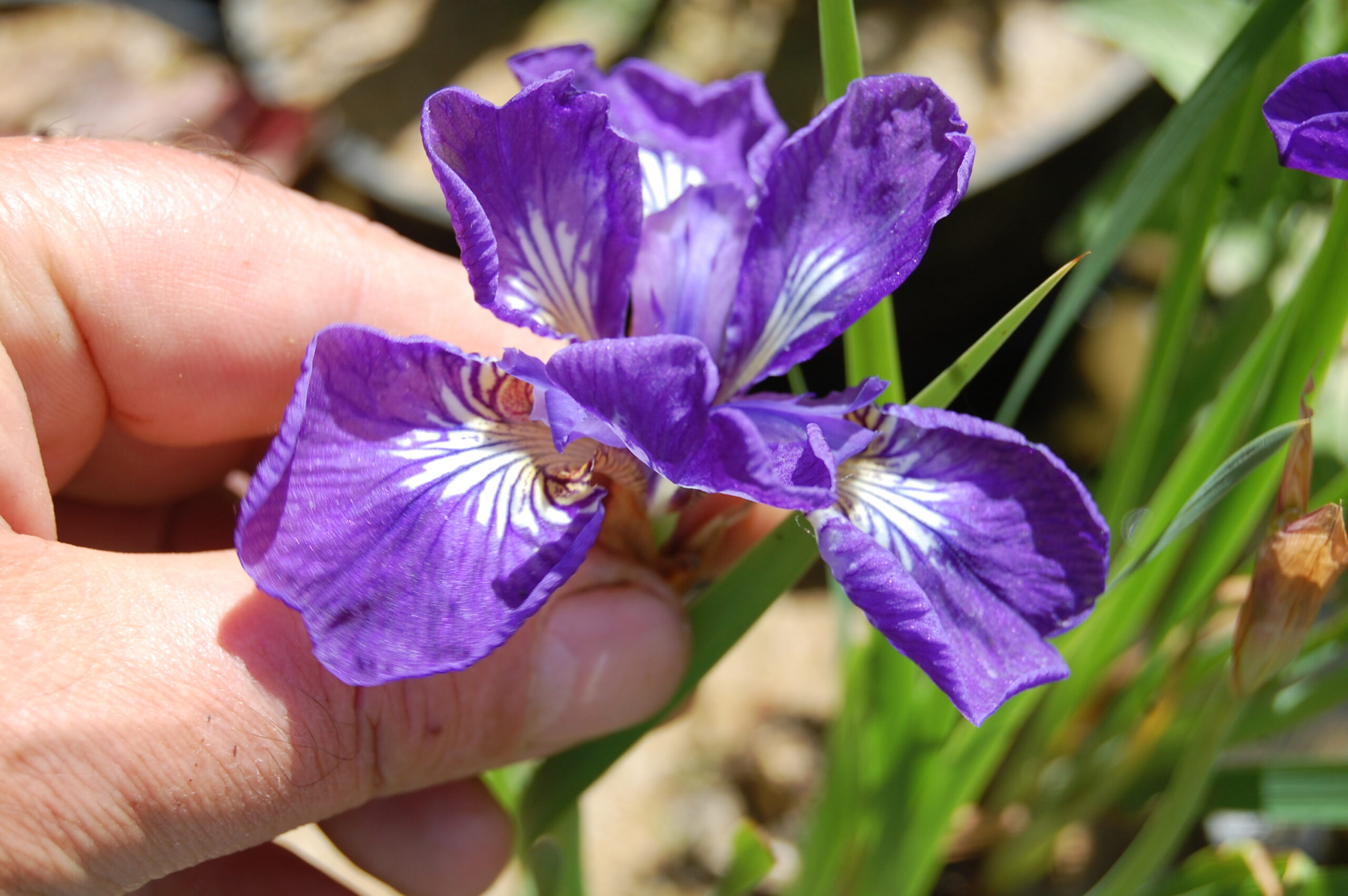 acheter iris Siberica I See Star for sale buy on line (4)