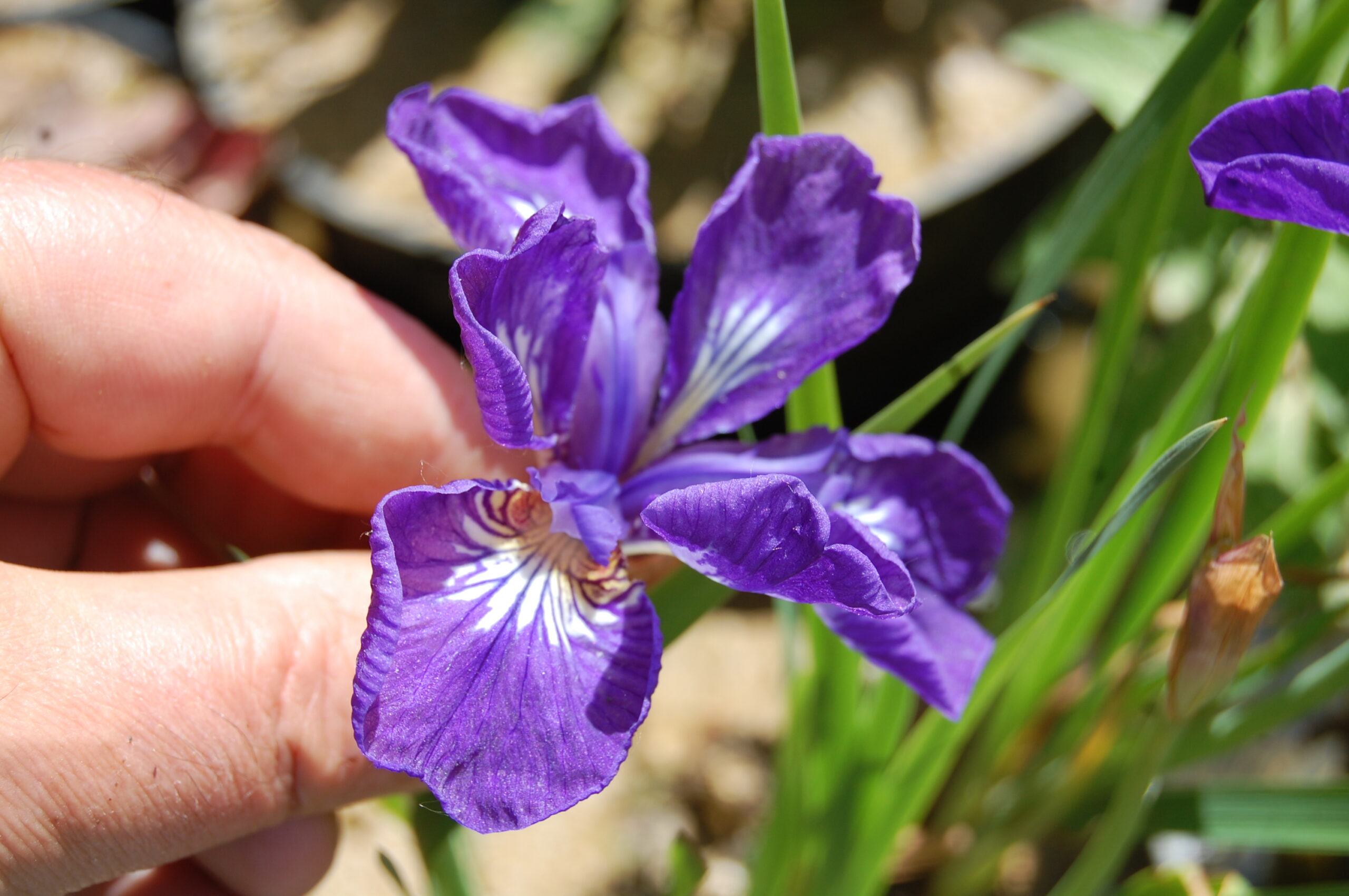 acheter iris Siberica I See Star for sale buy on line (5)