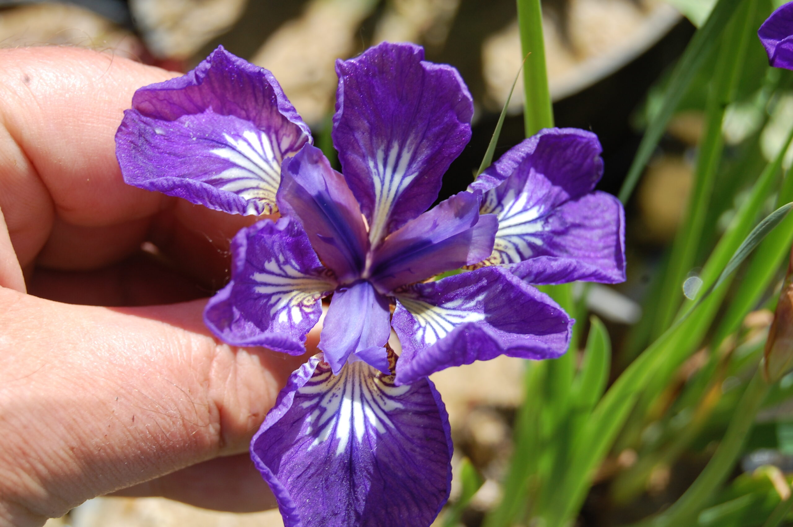 acheter iris Siberica I See Star for sale buy on line (8)