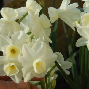 acheter Narcisse Moonlight Sensation for sale buy on line (9)