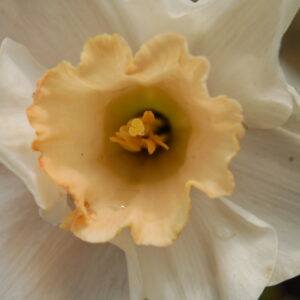 acheter Narcisse Tagetta Sacred Lily for sale buy on line (7)