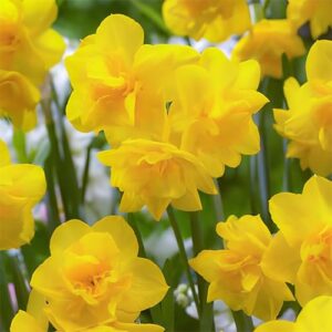 acheter Narcissus Golden Delicious for sale buy on line
