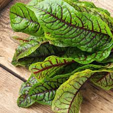 acheter Oseille Sanguine for sale buy on line