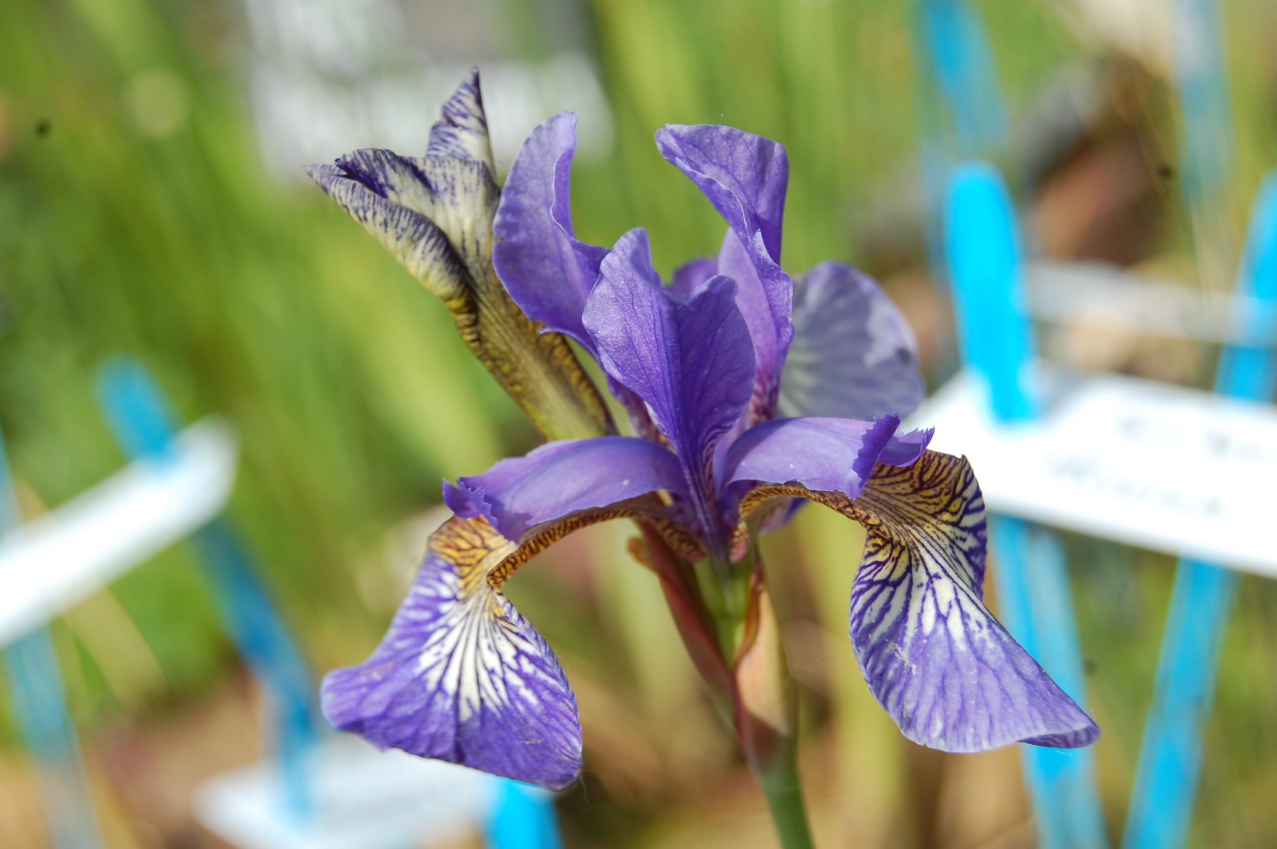 acheter iris Siberica Mission Bay for sale buy on line (1)