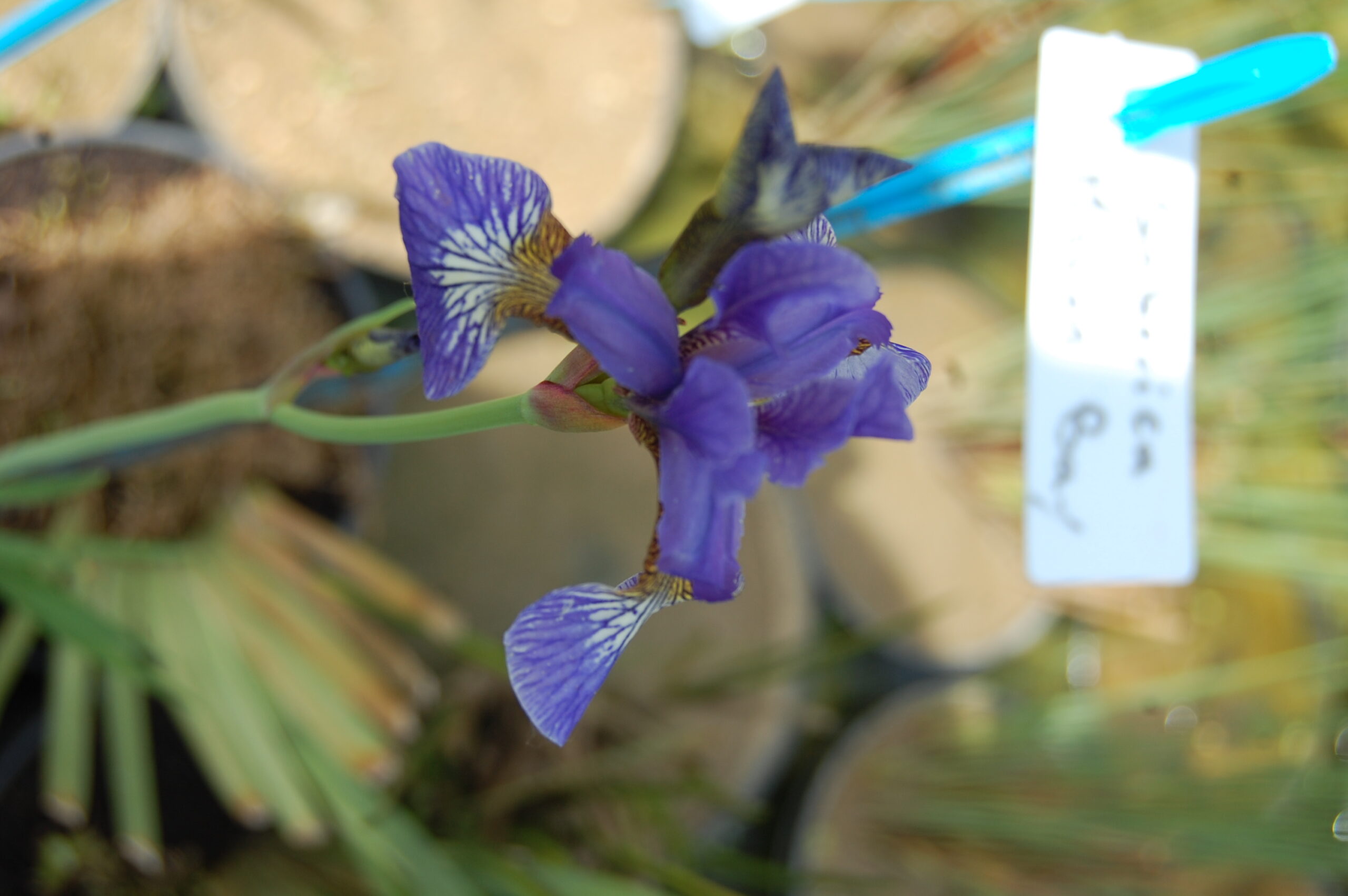 acheter iris Siberica Mission Bay for sale buy on line (2)