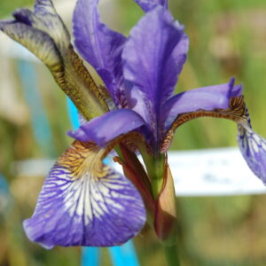 acheter iris Siberica Mission Bay for sale buy on line (3)