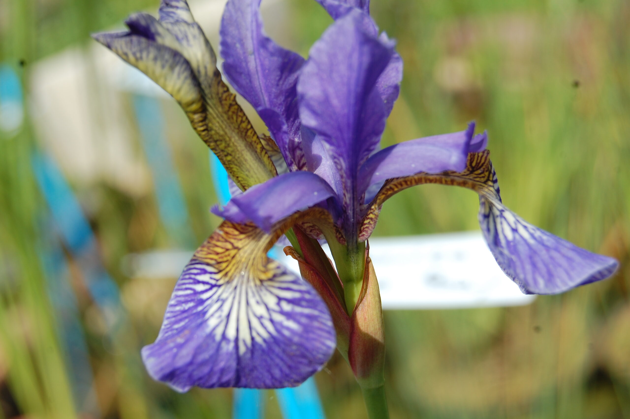 acheter iris Siberica Mission Bay for sale buy on line (3)