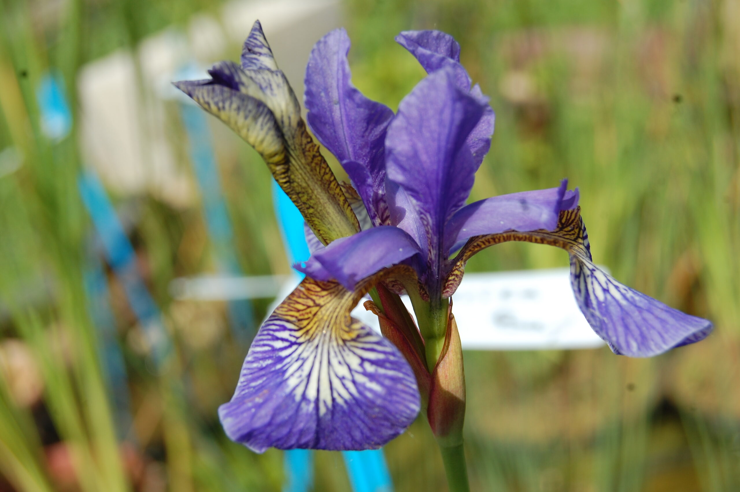acheter iris Siberica Mission Bay for sale buy on line (4)