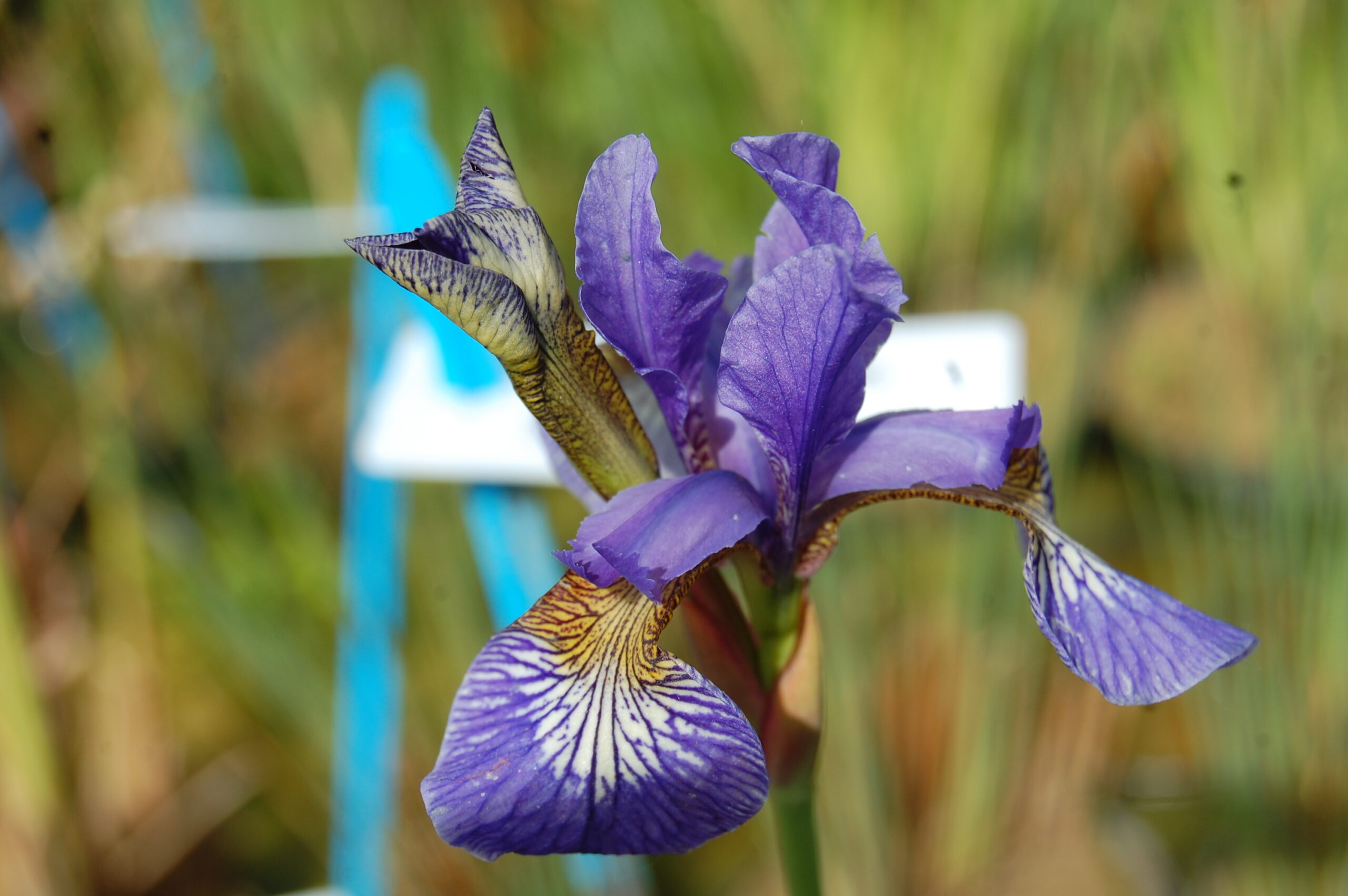 acheter iris Siberica Mission Bay for sale buy on line (5)
