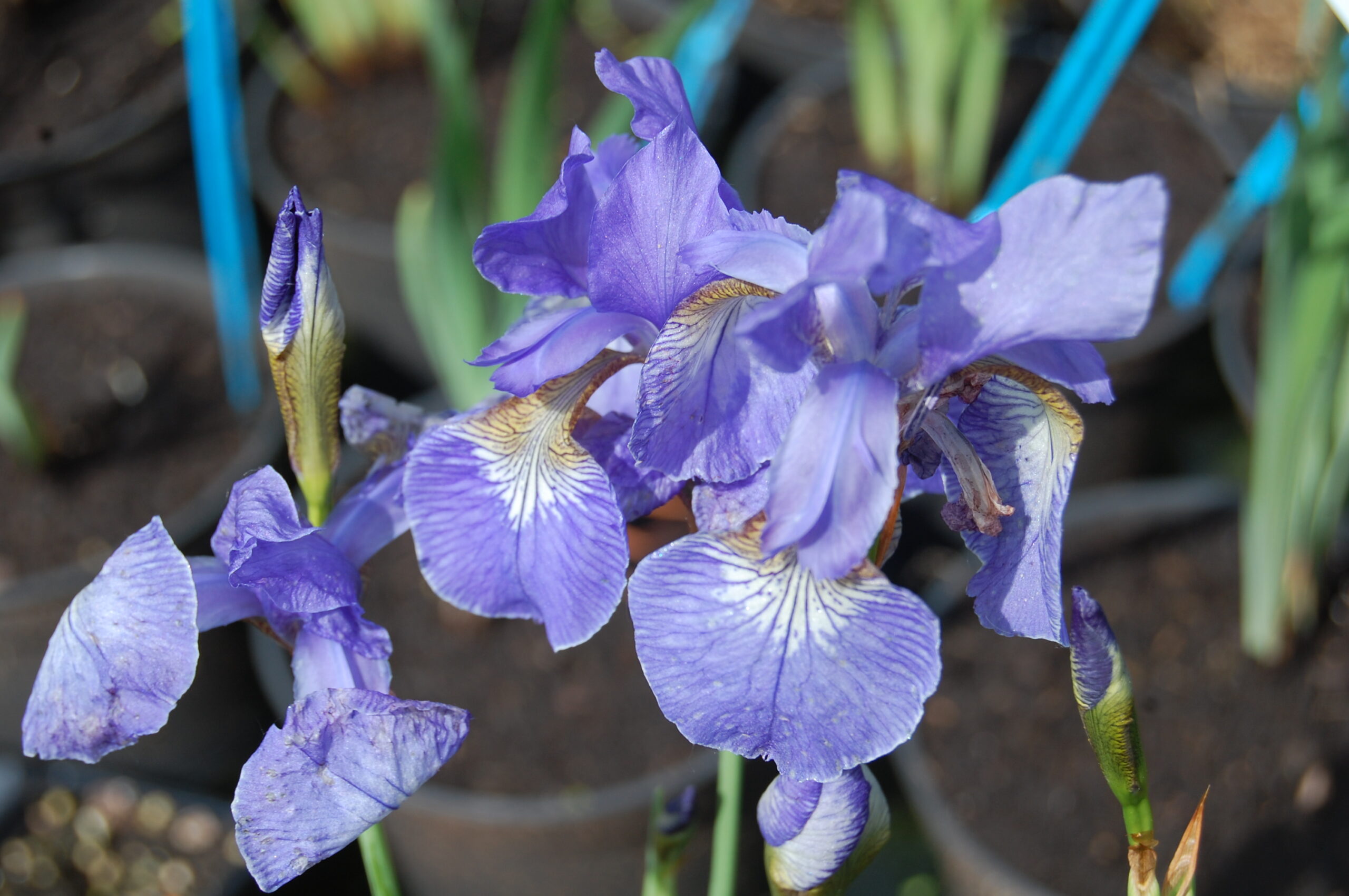 acheter iris Siberica Soft Blue for sale buy on line (2)