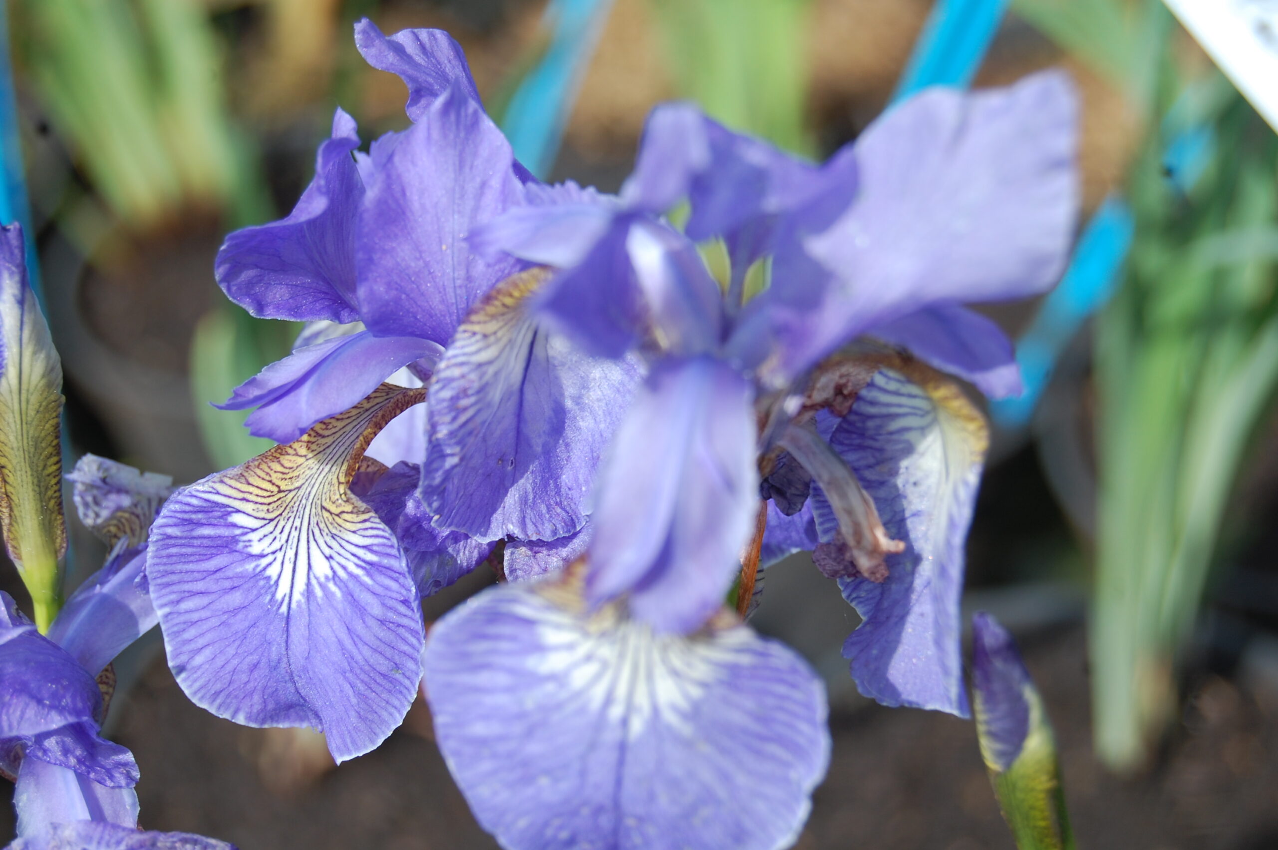 acheter iris Siberica Soft Blue for sale buy on line (3)